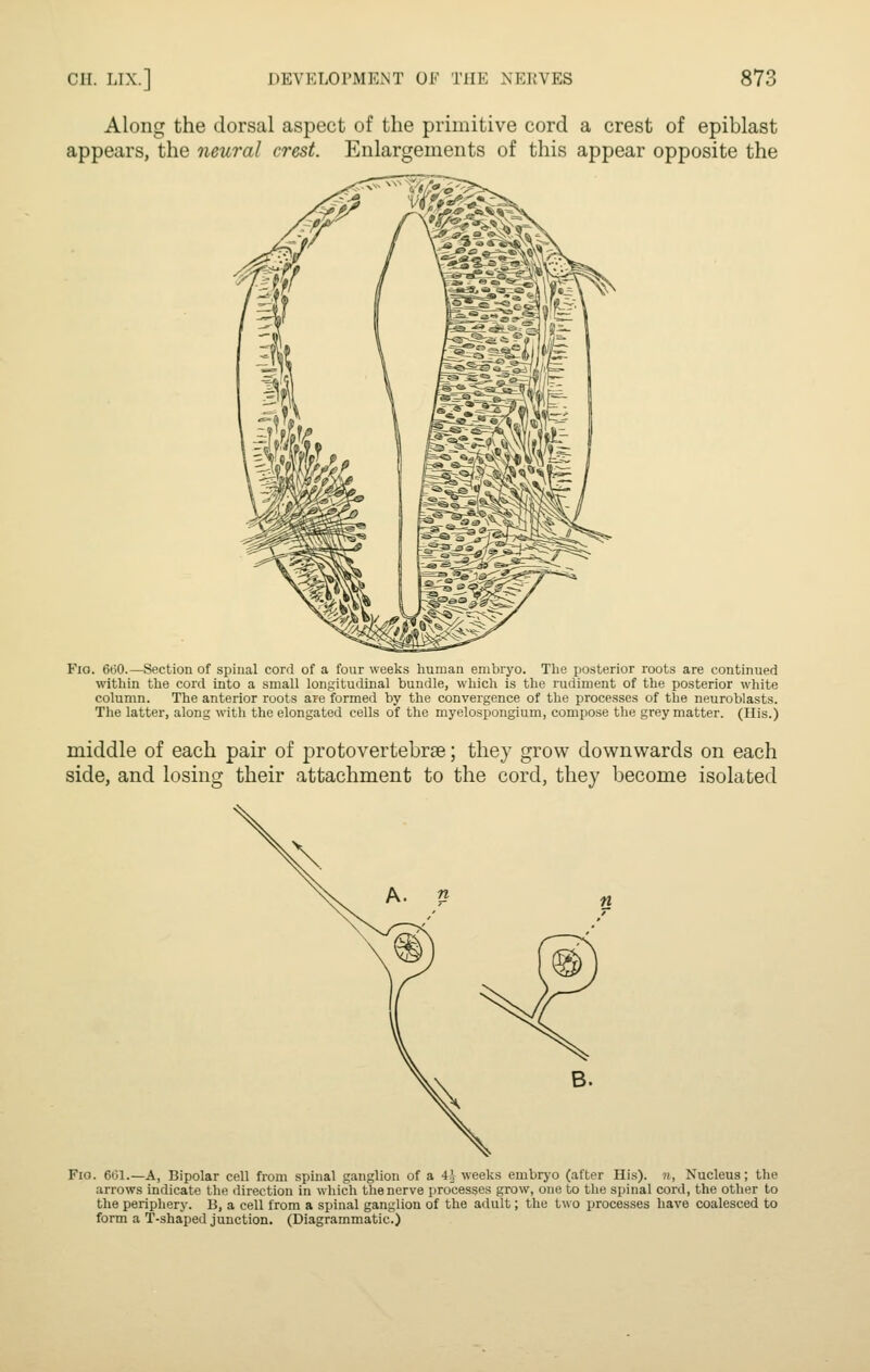 Along the dorsal aspect of the pnmitive cord a crest of epiblast appears, the neural crest. Enlargements of this appear opposite the Fio. 6tj0.—Section of spinal cord of a four weeks human enibiyo. Tlie posterior roots are continued within the cord into a small longitudinal bundle, which is the rudiment of the posterior white column. The anterior roots are formed by the convergence of the processes of the neuroblasts. The latter, along with the elongated cells of the myelospongium, compose the grey matter. (His.) middle of each pair of protovertebrse; they grow downwards on each side, and losing their attachment to the cord, they become isolated Fio. 601.—a. Bipolar cell from spinal ganglion of a 4i weeks embryo (after His). 7), Nucleus; the arrows indicate the direction in which the nerve processes grow, one to the spinal cord, the other to the peripliery. B, a cell from a spinal ganglion of the adult; the two processes have coalesced to form a T-shaped junction. (Diagrammatic.)