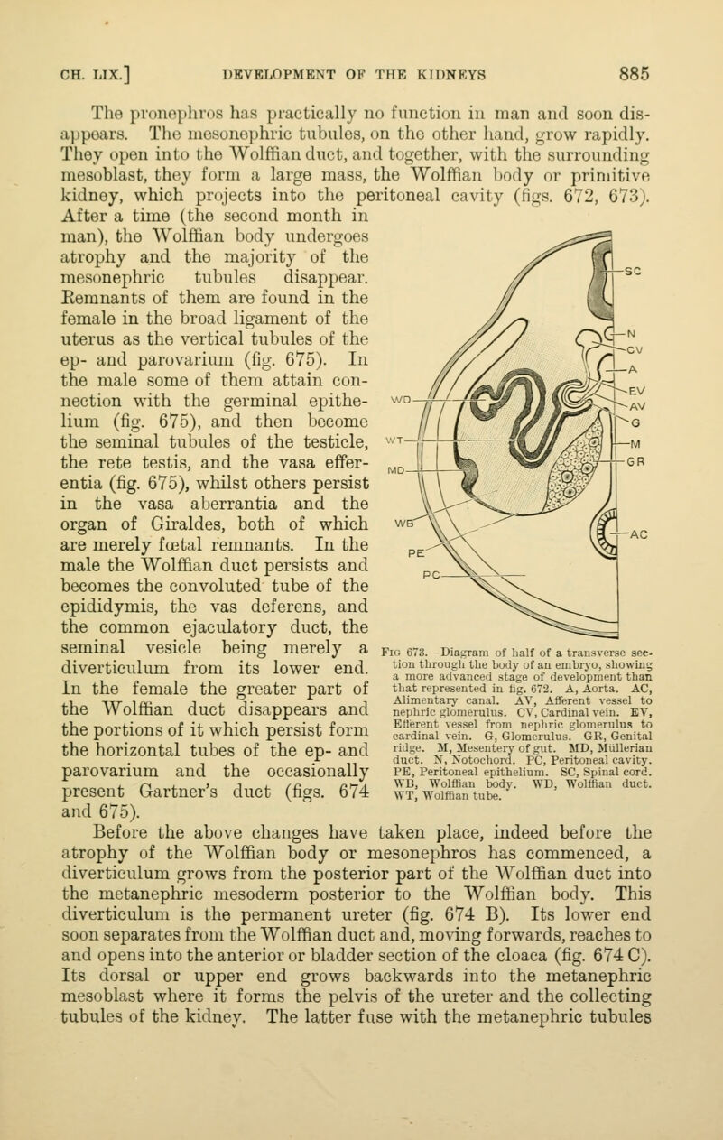 The pronopliros has practically no function in man and soon dis- appoars. The mesonephric tubides, on the other hand, grow rapidly. They open into the Wolffian duct, and together, with the surrounding mesoblast, they form a large mass, the Wolffian body or primitive kidney, which projects into the peritoneal cavity (figs. 672, 673). After a time (the second month in man), the Wolffian body undergoes atrophy and the majority of the mesonephric tubules disappear. Remnants of them are found in the female in the broad ligament of the uterus as the vertical tubules of the ep- and parovarium (fig. 675). In the male some of them attain con- nection with the germinal epithe- lium (fig. 675), and then become the seminal tubules of the testicle, the rete testis, and the vasa effer- entia (fig. 675), wliilst others persist in the vasa aberrantia and the organ of Giraldes, both of which are merely fostal remnants. In the male the Wolffian duct persists and becomes the convoluted tube of the epididymis, the vas deferens, and the common ejaculatory duct, the seminal vesicle being merely a diverticulum from its lower end. In the female the greater part of the Wolffian duct disappears and the portions of it which persist form the horizontal tubes of the ep- and parovarium and the occasionally present Gartner's duct (figs. 674 and 675). Before the above changes have taken place, indeed before the atrophy of the Wolffian body or mesonephros has commenced, a diverticulum grows from the posterior part of the AVolffian duct into the metanephric mesoderm posterior to the Wolffian body. This diverticulum is the permanent ureter (fig. 674 B). Its lower end soon separates from the Wolffian duct and, mo\'ing forwards, reaches to and opens into the anterior or bladder section of the cloaca (fig. 674 C). Its dorsal or upper end grows backwards into the metanephric mesoblast where it forms the pelvis of the ureter and the collecting tubules of the kidney. The latter fuse with the metanephric tubules 'iG 673.—Diagram of half of a transverse sec- tion through the body of an embrj'O, showing a more advanced stage of development than tliat represented in fig. 672. A, Aorta. AC, Alimentary canal. AV, Aflerent vessel to nephric glomerulus. CV, Cardinal vein. EV, EBerent vessel from nephric glomerulus to cardinal vein. G, Glomerulus. GR, Genital ridge. M, Mesentery of gut. MD, Mullerian duct. N, Xotochord. PC, Peritoneal cavity. PE, Peritoneal epithelium. SO, Spinal cord. WB, Wolffian body. WD, Wolffian duct. WT, Wolffian tube.