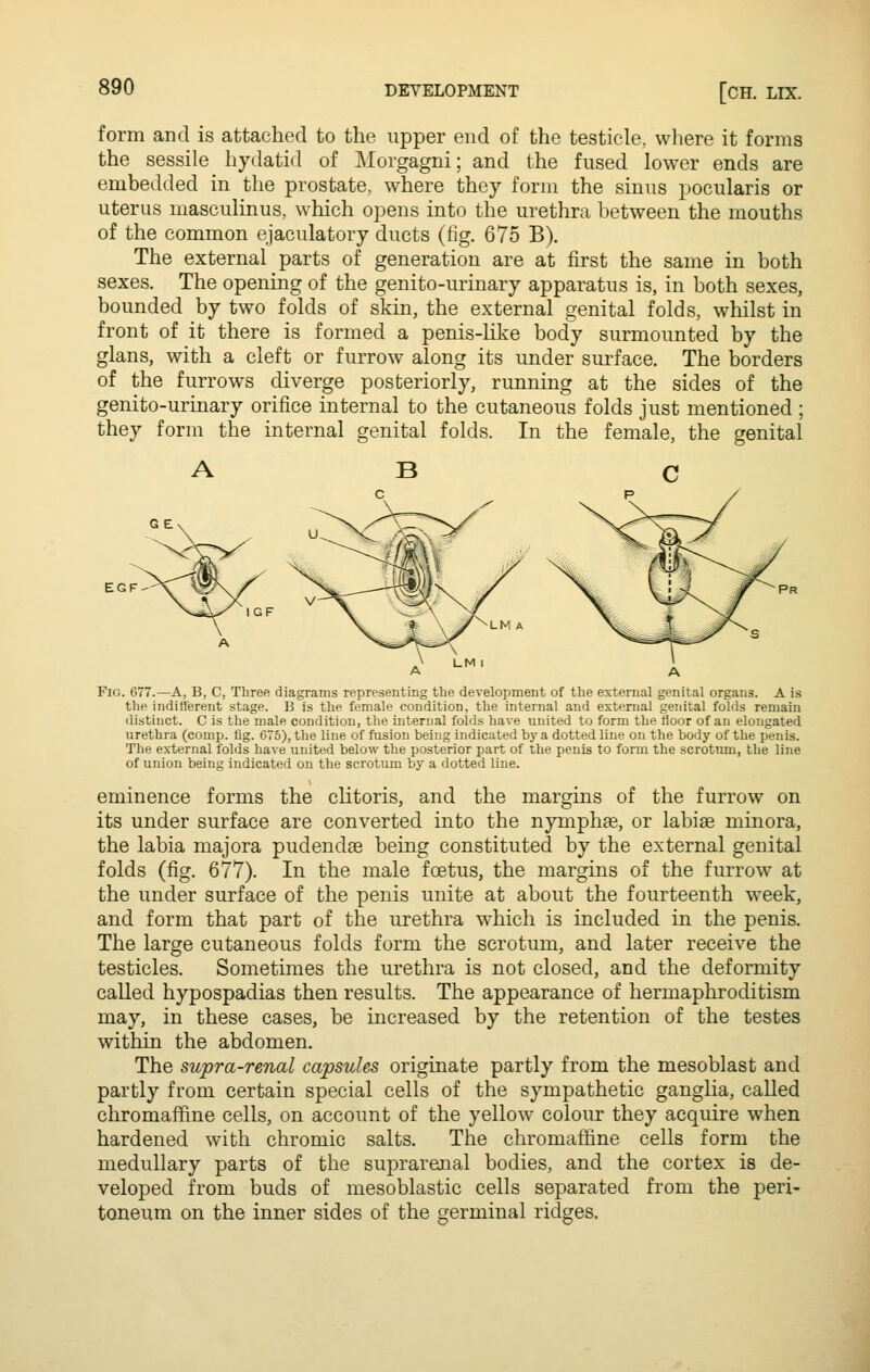 form and is attached to the upper end of the testicle, where it forms the sessile hydatid of Morgagni; and the fused lower ends are embedded in the prostate, where they form the sinus pocularis or uterus masculinus, which opens into the urethra between the mouths of the common ejaculatory ducts (fig. 675 B). The external parts of generation are at first the same in both sexes. The opening of the genito-urinary apparatus is, in both sexes, bounded by two folds of skin, the external genital folds, whilst in front of it there is formed a penis-hke body surmounted by the glans, with a cleft or furrow along its under surface. The borders of the furrows diverge posteriorly, running at the sides of the genito-urinary orifice internal to the cutaneous folds just mentioned ; they form the internal genital folds. In the female, the genital Fig. 677.—A, B, C, Three diagrams representing the development of the external genital organs. A is the indill'erent stage. B is the female condition, the internal and external genital folds remain distinct. C is the male condition, the internal folds have united to form the floor of an elongated urethra (comp. tig. 675), the line of fusion being indicated by a dotted line on the body of the penis. The external folds have united below the posterior part of the penis to form the scrotnm, the line of union being indicated on the scrotum by a dotted line. eminence forms the clitoris, and the margins of the furrow on its under surface are converted into the nymphae, or labise minora, the labia majora pudendae being constituted by the external genital folds (fig. 677). In the male foetus, the margins of the furrow at the under surface of the penis unite at about the fourteenth week, and form that part of the urethra which is included in the penis. The large cutaneous folds form the scrotum, and later receive the testicles. Sometimes the urethra is not closed, and the deformity called hypospadias then results. The appearance of hermaphroditism may, in these cases, be increased by the retention of the testes within the abdomen. The supra-renal capsules originate partly from the mesoblast and partly from certain special cells of the sympathetic ganglia, called chromaffine cells, on account of the yellow colour they acquire when hardened with chromic salts. The chi-omaffine cells form the medullary parts of the suprareaial bodies, and the cortex is de- veloped from buds of mesoblastic cells separated from the peri- toneum on the inner sides of the germinal ridges.