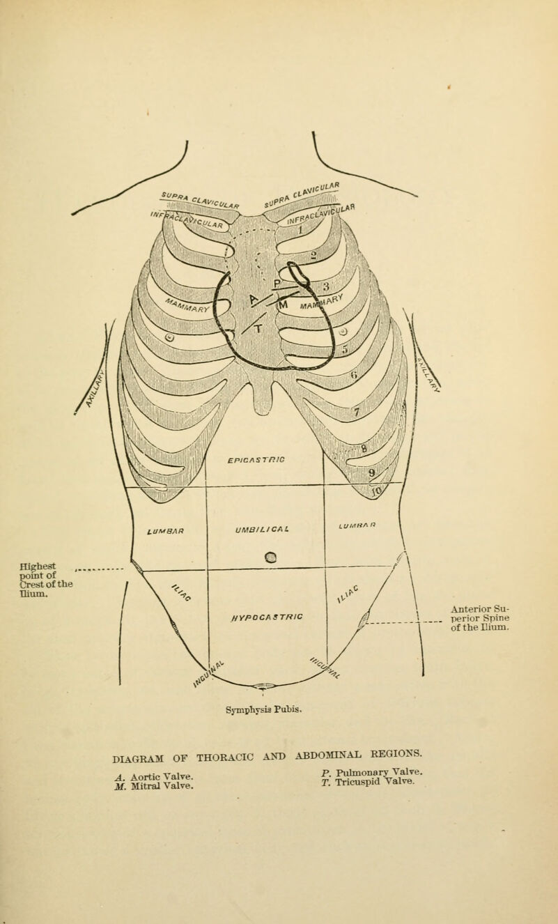 Highest , point of Crest of the Ilium. Anterior Su- perior Spine of the Ilium. Symphysis Puhis. DIAGRAM OF THORACIC AND ABDOMINAL REGIONS. A. Aortic Valve. M. Mitral Valve. P. Pulmonary Valve. T. Tricuspid Valve.