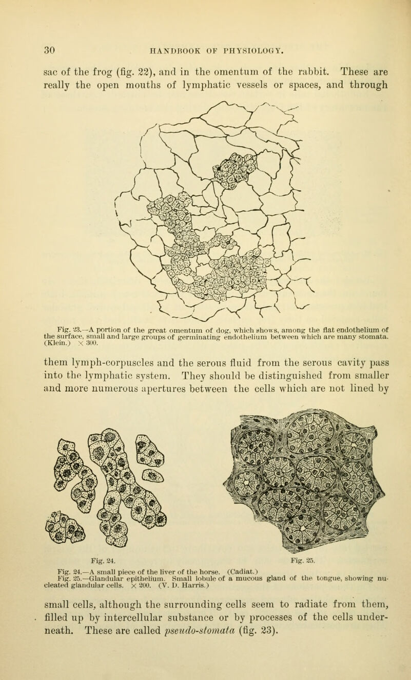 sac of the frog (fig. 22), and in the omentum of the rabbit. These are really the open mouths of lymphatic vessels or spaces, and through Fig. 23.—A portion of the great omentum of dog, which show s, among the flat endothelium of the surface, small and large groups of germinating endothelium between which are many stomata. (Klein.) x 300. them lymph-corpuscles and the serous fluid from the serous cavity pass into the lymphatic system. They should be distinguished from smaller and more numerous apertures between the cells which are not lined by Fig. 24. Fig. 25. Fig. 24.—A small piece of the liver of the horse. (Cadiat.) Fig. 25.— Glandular epithelium. Small lobule of a mucous gland of the tongue, showing nu- cleated glandular cells. X 200. (V. D. Harris.) small cells, although the surrounding cells seem to radiate from them, filled up by intercellular substance or by processes of the cells under- neath. These are called pseudo-stomata (fig. 23).