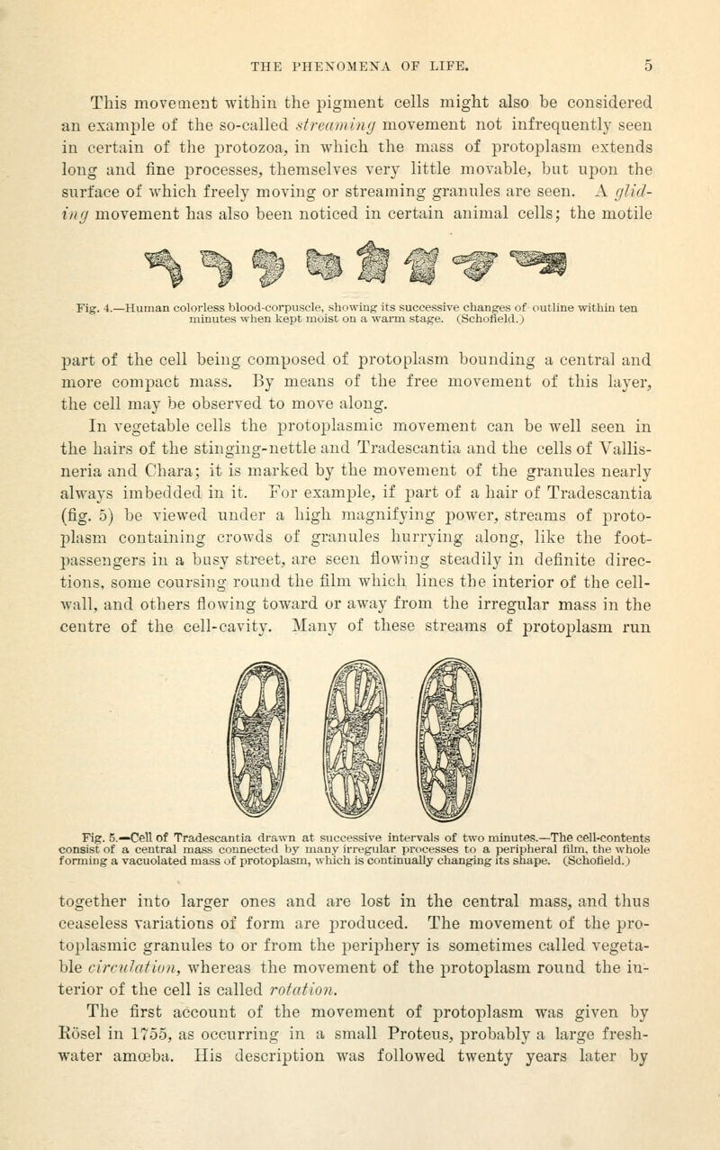 This movement within the pigment cells might also be considered an example of the so-culled streaming movement not infrequent!}- seen in certain of the protozoa, in which the mass of protoplasm extends long and fine processes, themselves very little movable, but upon the surface of which freely moving or streaming granules are seen. A glid- ing movement has also been noticed in certain animal cells; the motile Fig. 4.—Human colorless blood-corpuscle, showing its successive changes of outline within ten minutes when kept moist on a wann stage. (Schofleld.) part of the cell being composed of protoplasm bounding a central and more compact mass. By means of the free movement of this layer, the cell may be observed to move along. In vegetable cells the protoplasmic movement can be well seen in the hairs of the stinging-nettle and Tradescantia and the cells of Vallis- neria and Chara; it is marked by the movement of the granules nearly always imbedded in it. For example, if j)art of a hair of Tradescantia (fig. 5) be viewed under a high magnifying j)ower, streams of proto- plasm containing crowds of granules hurrying along, like the foot- passengers in a busy street, are seen flowing steadily in definite direc- tions, some coursing round the film which lines the interior of the cell- Avall, and others flowing toward or away from the irregular mass in the centre of the cell-cavity. Many of these streams of protoplasm run Fig. 5.—Cell of Tradescantia drawn at successive intervals of two minutes.—The cell-contents consist of a central mass connected by many irregular processes to a peripheral film, the whole forming a vacuolated mass of protoplasm, which is continually changing its shape. (Schofield.) together into larger ones and are lost in the central mass, and thus ceaseless variations of form are produced. The movement of the pro- toplasmic granules to or from the periphery is sometimes called vegeta- ble circuhition, whereas the movement of the protoplasm round the in- terior of the cell is called rotation. The first account of the movement of protoplasm was given by Rosel in 1755, as occurring in a small Proteus, probably a large fresh- water amoeba. His description was followed twenty years later by