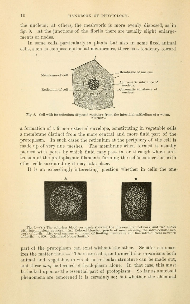 the nucleus; iit others, the meshwork is more evenly disposed, as in fig. 9. At tlie junctions of the fibrils there are usually slight enlarge- ments or nodes. In some cells, particularly in plants, but also in some fixed animal cells, such as compose epithelial membranes, there is a tendency toward , Membrane of nucleus. ,>l'\^j^l Achromatic substance of pXv^TJ^iSji nucleus. :;--V-rr_i?:l Chromatic substance of nucleus. Fig. 8.—Cell with its reticulum disposed radially; from the intestinal epithelium of a worm. (Carney.) a formation of a firmer external envelope, constituting in vegetable cells a membrane distinct from the more central and more fiuid part of the protoplasm. In such cases the reticulum at the periphery of the cell is made up of very fine meshes. The membrane when formed is usually pierced with pores by which fluid may pass in, or through which pro- trusion of the protoplasmic filaments forming the cell's connection with other cells surrounding it may take jDlace. It is an exceedingly interesting question whether in cells the one Fig. 9.—(a.) The colorless blood-corpuscle showing the intra-cellular network, and two nuclei with intra-nuclear network, (b.; Colored blood-corpuscle of newt shuwing the intra-cellular net- work of fibrils. Also oval nucleus composed of limiting membrane and fine intra-nuclear network of fibrils. X 800. (Klein and Noble Smith.) part of the protoplasm can exist without the other. Schiifer summar- izes the matter thus:—There are cells, and unicellular organisms both animal and vegetable, in which no reticular structure can be made out, and these mat/ be formed of hyaloplasm alone. In that case, this must be looked upon as the essential part of protoplasm. So far as amoeboid phenomena are concerned it is certainly so; but whether the chemical
