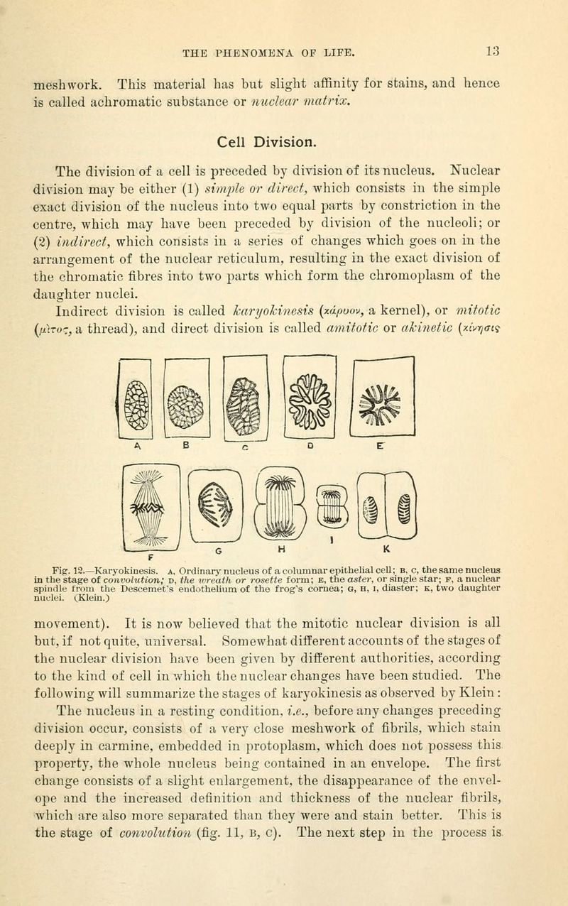 mesh work. This material has but slight affinity for stains, and hence is called achromatic substance or nuclear matrix. Cell Division. The division of a cell is preceded by division of its nucleus. Nuclear division may be either (1) simple or direct, which consists in the simple exact division of the nucleus into two equal parts by constriction in the centre, which may have been preceded by division of the nucleoli; or (2) indirect, which consists in a series of changes which goes on in the arrangement of the nuclear reticulum, resulting in the exact division of the chromatic fibres into two parts which form the chromoplasm of the daughter nuclei. Indirect division is called karyokinesis (xdpuov, a kernel), or mitotic {jiiro^, a thread), and direct division is called amitotic or akinetic {xi.'riffi'} Fig:. 12 Karyokinesis. a, Ordinary nucleus of a columnar epithelial cell; b, c, the same nucleus in the stage of convolution; d, the wreath or rosette form; e, the aster, or single star; f, a nuclear spindle from the Deseemet's endothehum of the frog's cornea; G, h, i, diaster; k, two daughter nuclei. (Klein.) movement). It is now believed that the mitotic nuclear division is all but, if not quite, universal. Somewhat different accounts of the stnges of the nuclear division have been given by different authorities, according to the kind of cell in which the nuclear changes have been studied. The following will summarize the stages of karyokinesis as observed by Klein: The nucleus in a resting condition, i.e., before any changes preceding division occur, consists of a very close meshwork of fibrils, which stain deeply in carmine, embedded in protoplasm, which does not possess this property, the whole nucleus being contained in an envelope. The first change consists of a slight enlargement, the disappearance of the envel- ope and the increased definition and thickness of the nuclear fibrils, which are also more separated than they were and stain better. This is the stage of convolution (fig. 11, B, c). The next step in the process is.