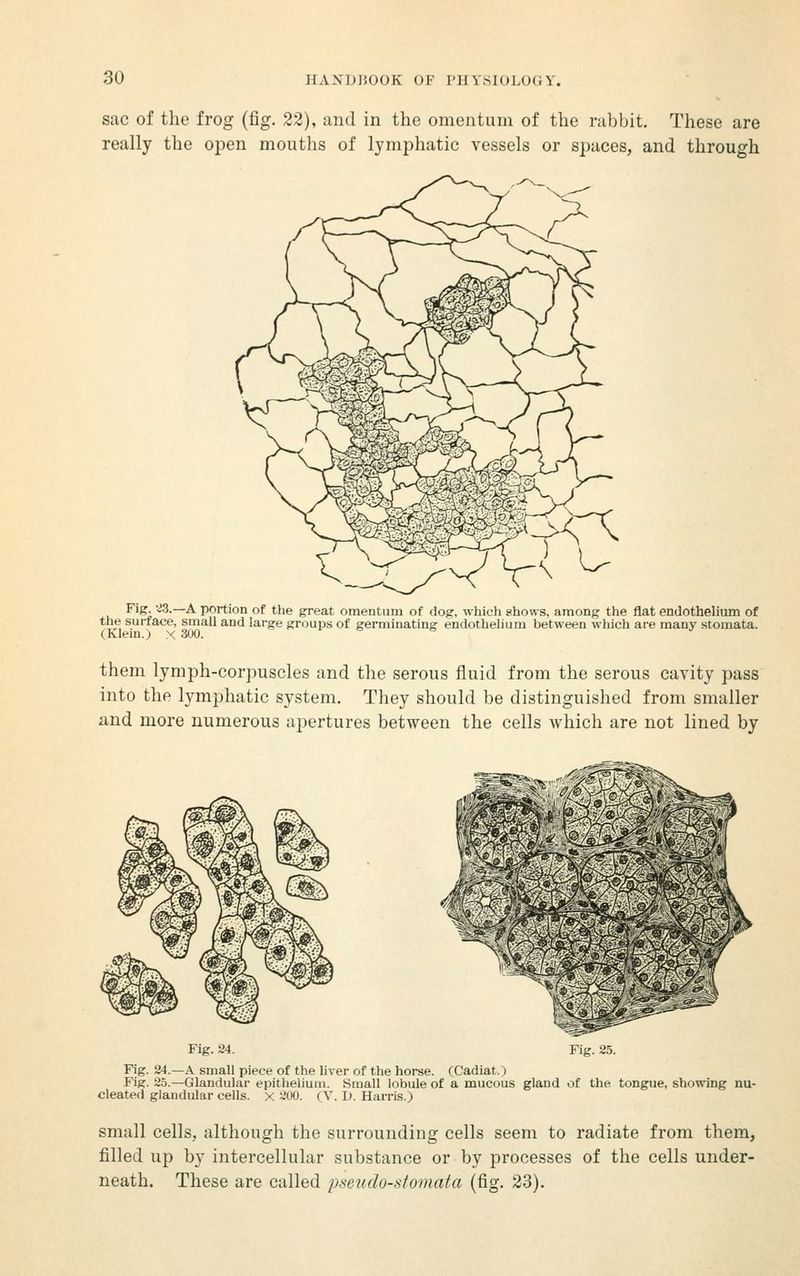 sac of the frog (fig. 22), and in the omentum of the rabbit. These are really the open mouths of lymphatic vessels or spaces, and through Fig '^3.—A portion of the great omentum of dog, which shows, among the flat endothelium of the surface, small and large groups of germinating endothelium between which are many stomata. (Klem.j X 300. them lymph-corpuscles and the serous fluid from the serous cavity pass into the lymphatic system. They should be distinguished from smaller and more numerous apertures between the cells which are not lined by Fig. 24. Fig. 25. Fig. 24.—A small piece of the liver of the horse. (Cadiat.) Fig. 25.—Glandular epitlielium. Small lobule of a mucous gland of the tongue, showing nu- cleated glandular cells. X 200. (V. D. Harris.) small cells, although the surrounding cells seem to radiate from them, filled up by intercellular substance or by processes of the cells under- neath. These are called pseudo-stomata (fig. 23).