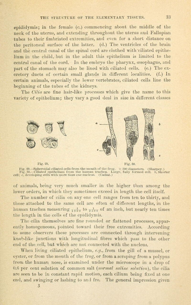 epididymis; in the female (c.) commencing about the middle of the neck of the uterus, and extending throughout the uterus and Fallopian tubes to their fimbriated extremities, and even for a short distance on the peritoneal surface of the latter, (d.) The ventricles of the brain and the central canal of the spinal cord are clothed with'ciliated epithe- lium in the child, but in the adult this epithelium is limited to the central canal of the cord. In the embrj^o the jjharynx, oesophagus, and part of the stomach may also be lined with ciliated cells, (e.) The ex- cretory ducts of certain small glands in different localities, (f.) In certain animals, especially the lower vertebrates, ciliated cells line the beginning of the tubes of tlie kidneys. The Cilia are fine hair-like processes Avhich give the name to this variety of epitheliumj they vary a good deal in size in different classes Fig. 39. Fig. .30. Fig. 29.—Spheroidal ciliated cells from the mouth of th« frog, x 300 diameters. (Sharpey.) Fig. 30.—Ciliated epithelium fi-oin the human trachea. Large, fully formed cell. 6, Shorter cell; c, developing cells with more than one nucleus. (Cadiat.) of animals, being very much smaller in the higher than among the lower orders, in which they sometimes exceed in length the cell itself. The number of cilia on any one cell ranges from ten to thirty, and those attached to the same cell are often of different lengths, in the huinan trachea measuring jq-Ju to -o^Vo of ^^^ inch, but nearly ten times the length in the cells of the epididymis. The cilia themselves are fine rounded or flattened processes, appar- ently homogeneous, pointed toward their free extremities. According to some observers these processes are connected through intervening knob-like Junctions with longitudinal fibres which pass to the other end of the cell, but which are not connected with the nucleus. When living ciliated epithelium, e.g., from the gill of a mussel, or oyster, or from the mouth of the frog, or from a scniping from a polypus from the human nose, is examined under the microscope in a drop of O.G per cent solution of common salt {normal saline solutioii), the cilia are seen to be in constant rapid motion, each cilium being fixed at one end, and swinging or lashing to and fro. The general impression given 3