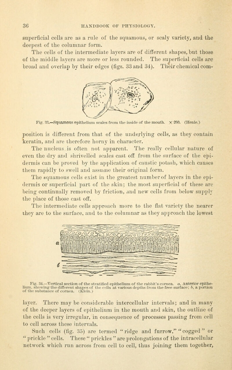 superficial cells are as a rule of the squamous, or scaly variety, and the deepest of the columnar form. The cells of the intermediate layers are of different shapes, but those of the middle layers are more or less rounded. The superficial cells are broad and overlap by their edges (figs. 33 and 34). Their chemical corn- Fig. 33.--Sqiiamous epithelium scales from the inside of the mouth. X 260. (Henle.) position is different from that of the underlying cells, as they contain keratin, and are therefore horny in character. The nucleus is often not apparent. The really cellular nature of even the dry and shrivelled scales cast off from the surface of the ej)i- derniis can be proved by the application of caustic potash, which causes them, rapidly to swell and assume their original form. The squamous cells exist in the greatest number of layers in the epi- dermis or superficial part of the skin; the most superficial of these are being continually removed by friction, and new cells from below supply the place of those cast off. The intermediate cells approach more to the flat variety the nearer they are to the surface, and to the columnar as they approach the lowest Fig. 34.—Vertical section of the stratified epithelium of the rabbit's cornea, a. Anterior epithe- lium, showing the different shapes of tlie cells at various deptlis from the free surface; b, a portion of the substance of cornea. (Klein.) layer. There may be considerable intercellular intervals; and in many of the deeper layers of epithelium in the mouth and skin, the outline of the cells is very irregular, in consequence of processes passing from cell to cell across these intervals. Such cells (fig. 35) are termed  ridge and furrow/'  cogged  or  prickle  cells. These  prickles  are prolongations of the intracellular network which run across from cell to cell, thus joining them together,