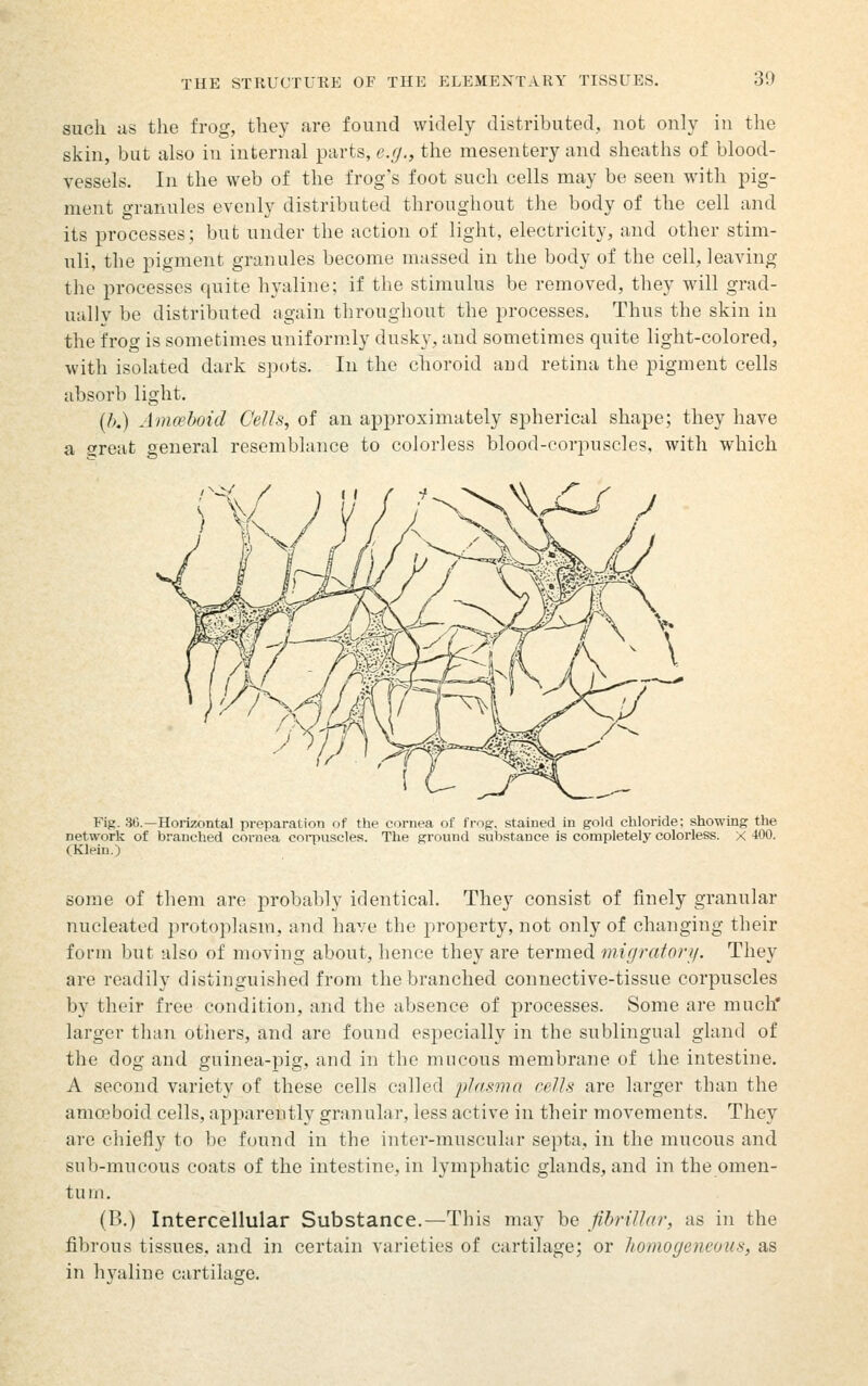 such a,s the frog, they are found widely distributed, not only in the skin, but also in internal parts, e.g., the mesentery and sheaths of blood- vessels. In the web of the frog's foot such cells may be seen with pig- ment granules evenly distributed throughout the body of the cell and its processes; but under the action of light, electricity, and other stim- uli, the pigment granules become massed in the body of the cell, leaving the processes quite hyaline; if the stimulus be removed, they will grad- ually be distributed again throughout the processes. Thus the skin in the frog is sometimes uniformly dusky, and sometimes quite light-colored, with isolated dark spots. In the choroid and retina the pigment cells absorb light. (/>.) Amwhoid Cells, of an approximately spherical shape; they have a great general resemblance to colorless blood-corpuscles, with which Fig. 30.—Hoi-izontal preparation of the cornea of frog:, stained in gold chloride; showing the network of branched cornea corpuscles. The ground substance is completely colorless. X 400. (Klein.) some of them are probably identical. They consist of finely granular nucleated protoplasm, and have the property, not only of changing their form but also of moving about, hence they are termed mir/ratori/. They are readily distinguished from the branched connective-tissue corpuscles by their free condition, and the absence of processes. Some are much' larger than others, and are found especially in the sublingual gland of the dog and guinea-pig, and in the mucous membrane of the intestine. A second variety of these cells called plasma cells are larger than the amoeboid cells, apparently granular, less active in their movements. They are chiefly to be found in the inter-muscular septa, in the mucous and snb-mucous coats of the intestine, in lymphatic glands, and in the omen- tum. (B.) Intercellular Substance.—This may be fihrillar, as in the fibrous tissues, and in certain varieties of cartilage; or homogeneous, as in hyaline cartilage.