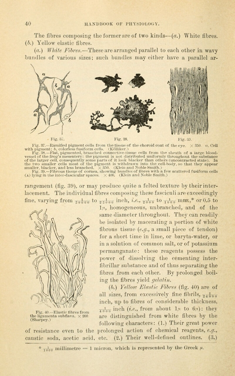 The fibres composing the former are of two kinds—(a.) White fibres. (b.) Yellow elastic fibres. (a.) White Fibres.—These are arranged parallel to each other in wavy bundles of various sizes; such bundles may either have a ijarallel ar- ^-^ Fig. 3:. Fig. 38. Fig. 39. X 350. a, CeU Fig. 37.—Ramified pigment cells from the tissue of the choroid coat of the eye. with pigment; 6, colorless fusiform cells. •'Kolliker.') Fig. 38.—Flat, pigmented, branched connective-tissue cells from the sheath of a large blood- vessel of the frog's mesentery: the pigment is not distributed uniformly throughout the substance of the larger cell, consequently some parts of it look blacker than others (uncontracted state). In the two smaller cells most of the pigment is withdrawn into the cell-body, so that they appear smaller, blacker, and less branched, x 3.50. (Klein and Noble Smith.) Fig. 39.—Fibrous tissue of cornea, showing bundles of fibres with a few scattered fusiform cells (a) lying in the inter-fascicular spaces. X 400. (Klein and Noble Smith.) rangement (fig. 39), or may produce quite a felted texture by their inter- lacement. The individual fibres composing these fasciculi are exceedingly fine, varying from -^J^nr to ¥?innT inch, i.e., g-oVo to -nrVo- mm-./ or 0.5 to IP; homogeneous, unbranched, and of the same diameter throughout. They can readily be isolated by macerating a portion of white fibrous tissue {e.g., a small piece of tendon) for a short time in lime, or baryta-water, or in a solution of common salt, or of potassium permanganate: these reagents possess the power of dissolving the cementing inter- fibrillar substance and of thus separating the fibres from each other. By prolonged boil- ing the fibres yield gelatin. (b.) Yellow Mastic Fibres (fig. 40) are of all sizes, from excessively fine fibrils, sihro inch, up to fibres of considerable thickness, •j-jJy-fj- inch (i.e., from about Ip. to 6//): they are distinguished from white fibres by the following characters: (1.) Their great power of resistance even to the prolonged action of chemical reagents, e.g., caustic soda, acetic acid, etc. (2.) Their well-defined outlines. (3.) * ToVo millimetre = 1 micron, which is represented by the Greek fi. Fig. 40.—Elastic fibres from the ligamenta subflava. x 200. (Sharpey.)