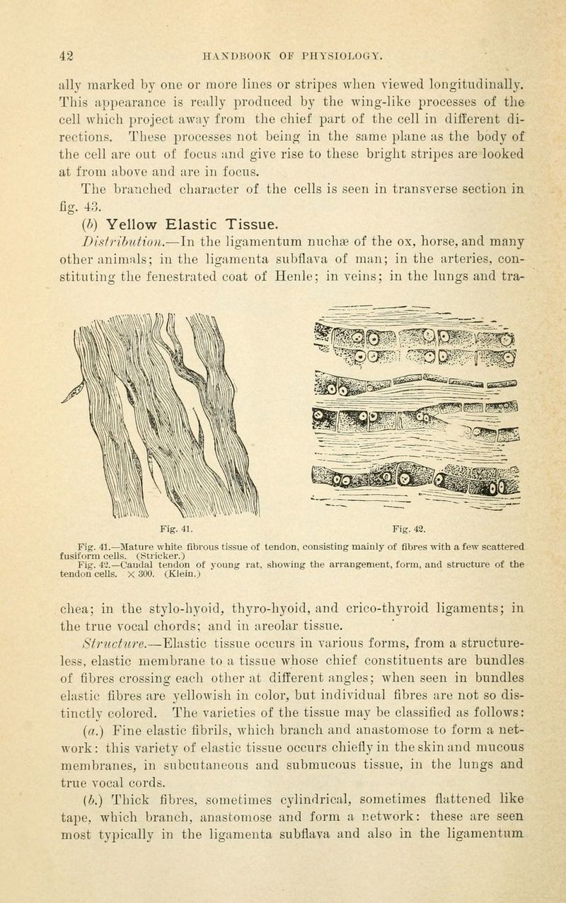 ally marked by one or more lines or stripes when viewed longitudinally. This appearance is really iiroduced by the wing-like processes of the cell which project away from the chief part of the cell in different di- rections. These processes not being in the same plane as the body of the cell are out of focus and give rise to these bright stripes are looked at from above and are in focus. The branched character of the cells is seen in transverse section in fig. 43. (b) Yellow Elastic Tissue. Distribution.—In the ligamentum nuch^e of the ox, horse, and many other animals; in the ligamenta subflava of man; in the arteries, con- stituting the fenestrated coat of Henle; in veins; in the lungs and tra- .,,«\\\ '\\ \l\^] \\\\\ Fig. 42. Fig. 41.—Mature white fibrous tissue of tendon, consisting mainly of fibres with a few scattered fusiform cells. (Strieker.) Fig. 4-3.—Caudal tendon of young rat, showing the arrangement, fonn, and structure of the tendon cells. X 300. (Klein.) chea; in the stylo-hyoid, thyro-hyoid, and crico-thyroid ligaments; in the true vocal chords; and in areolar tissue. Structure.—Elastic tissue occurs in various forms, from a structure- less, elastic membrane to a tissue whose chief constituents are bundles of fibres crossing each other at different angles; when seen in bundles elastic fibres are yellowish in color, but individual fibres are not so dis- tinctly colored. The varieties of the tissue may be classified as follows: («.) Fine elastic fibrils, which branch and anastomose to form a net- work: this variety of elastic tissue occurs chiefly in the skin and mucous membranes, in subcutaneous and submucous tissue, in the lungs and true vocal cords. (b.) Thick fibres, sometimes cylindrical, sometimes flattened like tape, which branch, anastomose and form a network: these are seen most typically in the ligamenta subflava and also in the ligamentum