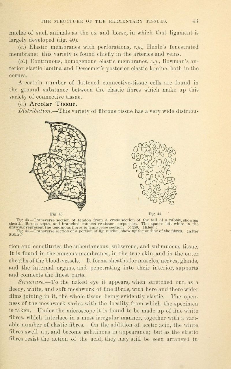 nucha? of such animals as the ox and horse, in which that ligament is largely developed (fig. 40). (c.) Elastic membranes with perforations, e.g., Henle's fenestrated membrane: this variety is found chiefly in the arteries and veins. {(l.) Continuous, homogenous elastic membranes, e.g., Bowman's an- terior elastic lamina and Descemet's posterior elastic lamina, both in the cornea. A certain number of flattened connective-tissue cells are found in the ground substance between the elastic fibres which make up this A'ariety of connective tissue. (c.) Areolar Tissue. Distribution.—This variety of fibrous tissue has a very wide distribu- Fig. 43. Fig. 44. Fig. 4-3.—Transverse section of tendon from a cross section of the tail of a rabbit, showing sheath, fibrous septa, and branched connective-tissue corpuscles. The .spaces left white in the dra,wing represent the tendinous fibres iu transverse section. X ^50. (Klein.) Fig. 44.—Transverse section of a portion of lig. nuchae. showing the outline of the fibres. (After Stohr.) tion and constitutes the subcutaneous, subserous, and submucous tissue. It is found in the mucous membranes, in the true skin, and in the outer sheaths of the blood-vessels. It forms sheaths for muscles, nerves, glands, and the internal organs, and penetrating into their interior, supports and connects the finest parts. Structure.—To the naked eye it apx^ears, when stretched out, as a fleecy, white, and soft meshwork of fine fibrils, with here and there wider films Joining in it, the whole tissue being evidently elastic. The open- ness of the meshwork varies with the locality from Avhich the specimen is taken. Under the microscope it is found to be made up of fine white fibres, which interlace in a most irregular manner, together with a vari- able number of elastic fibres. On the addition of acetic acid, the Avliite fibres swell w^, and become gelatinous in appearance; but as the elastic fibres resist the action of the acid, they may still be seen arranged in