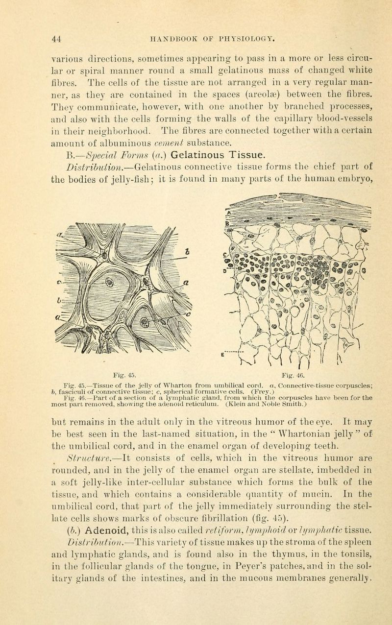 various directions, sometimes tijipearing to pass in a more or less circu- lar or spiral manner round a small gelatinous mass of changed white fihres. The cells of the tissue are not arranged in a very regular man- ner, as they are contained in the spaces (areola?) between the fibres. They communicate, liovvever, with one another by branched processes, and also with the cells forming the walls of the capillary blood-vessels in their neighborhood. The fibres are connected together with a certain amount of albuminous cement substance. B.—Special Forms {a.) Gelatinous Tissue. Bistribuiion.—Gelatinous connective tissue forms the chief part of the bodies of jelly-fish; it is found in many parts of the human embryo, Fig. 45. Fig. 46. Fig. 4.5.—Tissue of the jelly of Wharton from umbilical cord, o. Connective-tissue corpuscles; 6, fasciculi of connective tissue; c, spherical formative cells. (Frey.) Fig. 46.—Part of a section of a lymphatic gland, from which the corpuscles have been for the most part removed, showing the adenoid reticulum. ^Klein and Noble Smith.) but remains in the adult only in tlie vitreous humor of the eye. It may be best seen in the last-named situation, in the '' Whartonian jelly of the umbilical cord, and in the enamel organ of developing teeth. Structure'.—It consists of cells, which in the vitreous humor are rounded, and in the jelly of the enamel organ are stellate, imbedded in a soft jelly-like inter-cellular substance which forms the bulk of the tissue, and which contains a considerable quantity of mucin. In the umbilical cord, that part of the jelly immediately surrounding the stel- late cells shows marks of obscure fibrillation (fig. 45). (i.) Adenoid, this is also called retiform, lym.plioid or Jiimphatic tissue. Distributio)!.-—-This variety of tissue makes up the stroma of the spleen and lymphatic glands, and is found also in the thymus, in the tonsils, in the follicular glands of the tongue, in Peyer's patches, and in the sol- itary glands of the intestines, and in the mucous membranes generally.