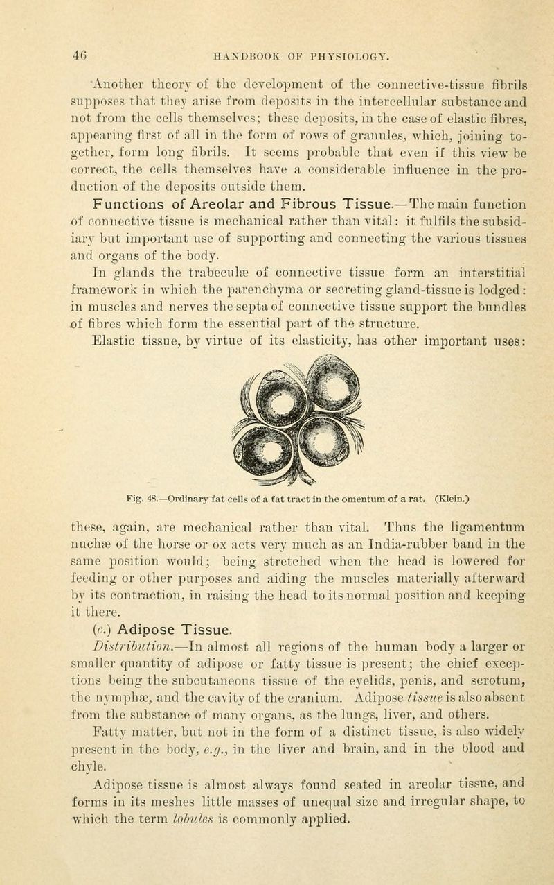 Another theory of the development of the connective-tissue fibrils supposes that the_y arise from deposits in the intercellular substance and not from the cells themselves; these deposits, in the case of elastic fibres, appearing first of all in the form of rows of granules, which, joining to- gether, form long fibrils. It seems probable that even if this view be correct, the cells themselves have a considerable infiuence in the pro- duction of the deposits outside them. Functions of Areolar and Fibrous Tissue.—The main function of connective tissue is mechanical rather than vital: it fulfils the subsid- iary but important use of supporting and connecting the various tissues and organs of the body. In glands the trabeculae of connective tissue form an interstitial framework in which the parenchyma or secreting gland-tissue is lodged: in muscles and nerves the septa of connective tissue support the bundles jof fibres which form the essential part of the structure. Elastic tissue, by virtue of its elasticity, has other important uses: Fig. 48.—Ordinarj' fat cells of a fat tract in the omentum of a rat. (Klein.) these, again, are mechanical rather than vital. Thus the ligamentum nuchas of the horse or ox acts very much as an India-rubber band in the same position would; being stretched when the head is lowered for feeding or other purposes and aiding the muscles materially afterward by its contraction, in raising the head to its normal position and keejaing it there. (c.) Adipose Tissue. Didribiition.—In almost all regions of the human body a larger or smaller quantity of adipose or fatty tissue is present; the chief excej)- tions being the subcutaneous tissue of the eyelids, penis, and scrotum, the nymphse, and the cavity of the cranium. Adipose tissue is also absent from the substance of many organs, as the lungs, liver, and others. Fatty matter, but not in the form of a distinct tissue, is also widely present in the body, e.g., in the liver and brain, and in the blood and chyle. Adipose tissue is almost always found seated in areolar tissue, and forms in its meshes little masses of unequal size and irregular shape, to which the terra lohules is commonly applied.