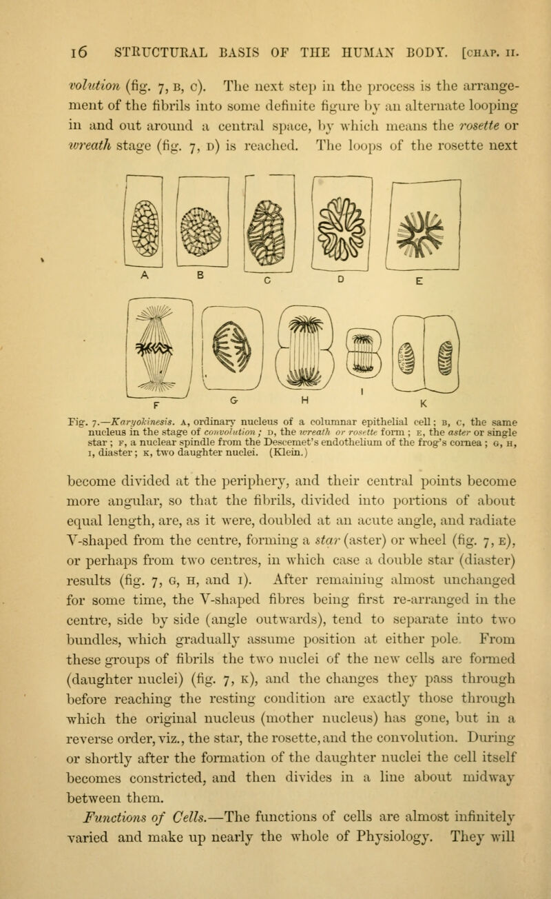 volution (fig. 7, b, c). The next step in the process is the arrange- ment of the fibrils into some definite figure by an alternate looping in and out around a central space, by which means the rosette or wreath stage (fig. 7, d) is reached. The loops of the rosette next Fig. 7.—Koryokinesis. a, ordinary nucleus of a columnar epithelial cell; b, c, the same nucleus in the stage of convolution ; d, the wreath or rosette form ; e, the aster or single star ; f, a nuclear spindle from the Descemet's endothelium of the frog's cornea ; a, h, 1, diaster; k, two daughter nuclei. (Klein.) become divided at the periphery, and their central points become more angular, so that the fibrils, divided into portions of about equal length, are, as it were, doubled at an acute angle, and radiate Y-shaped from the centre, forming a star (aster) or wheel (fig. 7, e), or perhaps from two centres, in which case a double star (diaster) results (fig. 7, G, h, and 1). After remaining almost unchanged for some time, the V-shaped fibres being first re-arranged in the centre, side by side (angle outwards), tend to separate into two bundles, which gradually assume position at either pole From these groups of fibrils the two nuclei of the new cells are formed (daughter nuclei) (fig. 7, k), and the changes they pass through before reaching the resting condition are exactly those through which the original nucleus (mother nucleus) has gone, but in a reverse order, viz., the star, the rosette, and the convolution. During or shortly after the formation of the daughter nuclei the cell itself becomes constricted, and then divides in a line about midway between them. Functions of Cells.—The functions of cells are almost infinitely varied and make up nearly the whole of Physiology. They will