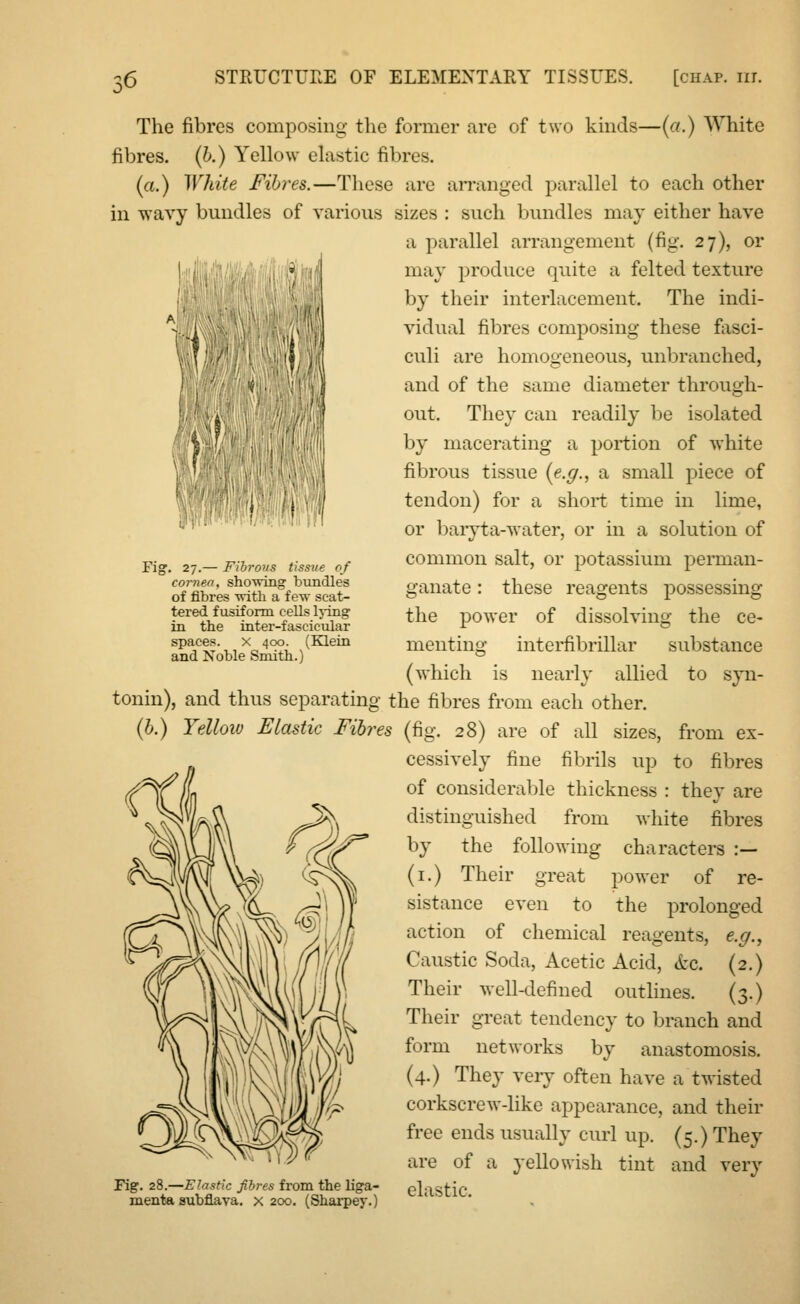 The fibres composing the former are of two kinds—(a.) White fibres, (b.) Yellow elastic fibres. (a.) White Fibres.—These are arranged parallel to each other in wavy bundles of various sizes : such bundles may either have a parallel arrangement (fig. 27), or may produce quite a felted texture by their interlacement. The indi- vidual fibres composing these fasci- culi are homogeneous, unbranched, and of the same diameter through- out. They can readily be isolated by macerating a portion of white fibrous tissue {e.g., a small piece of tendon) for a short time in lime, or baryta-water, or in a solution of common salt, or potassium perman- ganate : these reagents possessing the power of dissolving the ce- menting interfibrillar substance (which is nearly allied to syn- tonin), and thus separating the fibres from each other. (b.) Yellow Elastic Fibres (fig. 28) are of all sizes, from ex- cessively fine fibrils up to fibres of considerable thickness : they are distinguished from white fibres by the following characters :— (1.) Their great power of re- sistance even to the prolonged action of chemical reagents, e.g., Caustic Soda, Acetic Acid, &c. (2.) Their well-defined outlines. (3.) Their great tendency to branch and form networks by anastomosis. (4.) They very often have a twisted corkscrew-like appearance, and their free ends usually curl up. (5.) They are of a yellowish tint and very Fig. 28.—Elastic fibres from the liga- elastic menta aubflava. x 200. (Sharpey.) Fig. 27.— Fibrous tissue of cornea, showing bundles of fibres with a few scat- tered fusiform cells lying in the inter-fascicular spaces, x 400. (Klein and Noble Smith.)