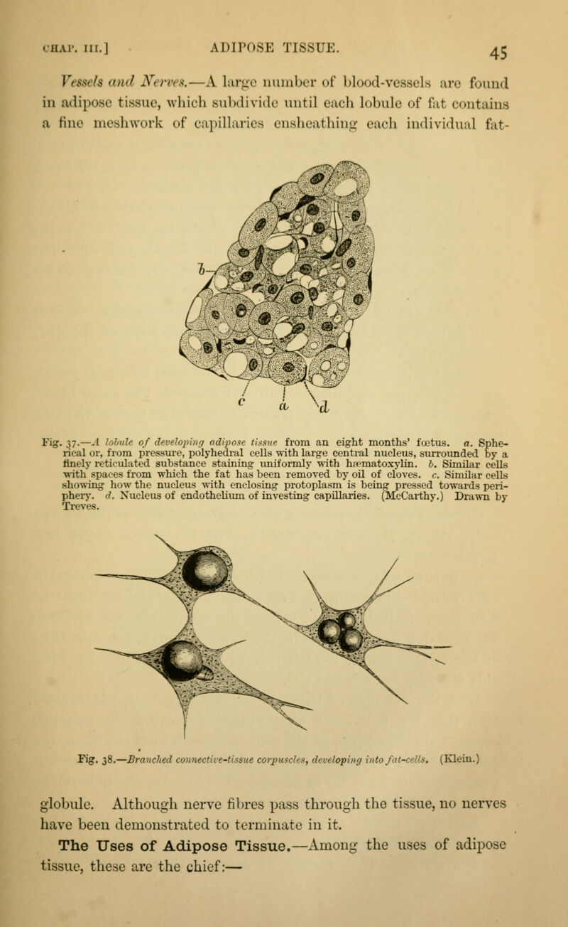 Vessels and Serves,—A large number of blood-vessels ore found in adipose tissue, which subdivide until each lobule of fat contains a fine meshwork of capillaries ensheathing cadi individual fat- Fig. 37.—A lohitle of developing adipose tissue from an eight months' foetus, a. Sphe- rical or, from pressure, polyhedral cells with large central nucleus, surrounded by a finely reticulated substance staining uniformly with hematoxylin, b. Similar cells with spaces from which the fat has been removed by oil of cloves, c. Similar cells showing how the nucleus with enclosing protoplasm is being pressed towards peri- phery. 0. Nucleus of endothelium of investing capillaries. (McCarthy.) Drawn by Treves. Fig. 38.—Branched connective-tissue corpuscles, developing into fat-cells, (Klein.) globule. Although nerve fibres pass through the tissue, no nerves have been demonstrated to terminate in it. The Uses of Adipose Tissue.—Among the uses of adipose tissue, these are the chief:—