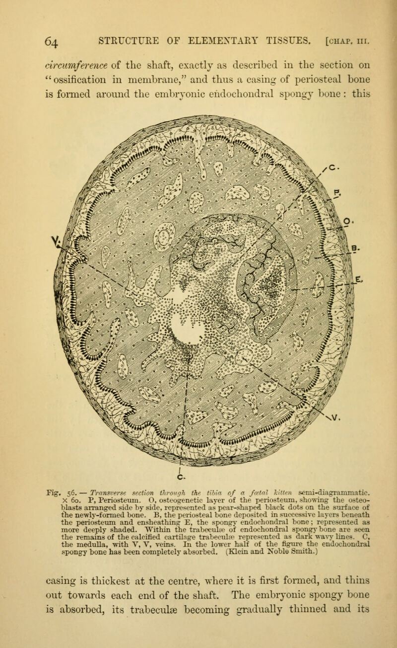 circumference of the shaft, exactly as described in the section on  ossification in membrane, and thus a casing of periosteal bone is formed around the embryonic endochondral spongy bone : this Fig. 56. — Transverse section through the tibia of a foetal kitten semi-diagrammatic. x 60. P, Periosteum. O, osteogenetic layer of the periosteum, showing the osteo- blasts arranged side by side, represented as pear-shaped black dots on the surface of the newly-formed bone. B, the periosteal bone deposited in successive layers beneath the periosteum and ensheathing E, the spongy endochondral bone ; represented as more deeply shaded. Within the trabecule? of endochondral spongy bone are seen the remains of the calcined cartilage trabecule represented as dark wavy lines. C, the medulla, with V, T, veins. In the lower half of the figure the endochondral spongy bone has been completely absorbed. (Klein and Noble Smith.) casing is thickest at the centre, where it is first formed, and thins out towards each end of the shaft. The embryonic spongy bone is absorbed, its trabecule becoming gradually thinned and its