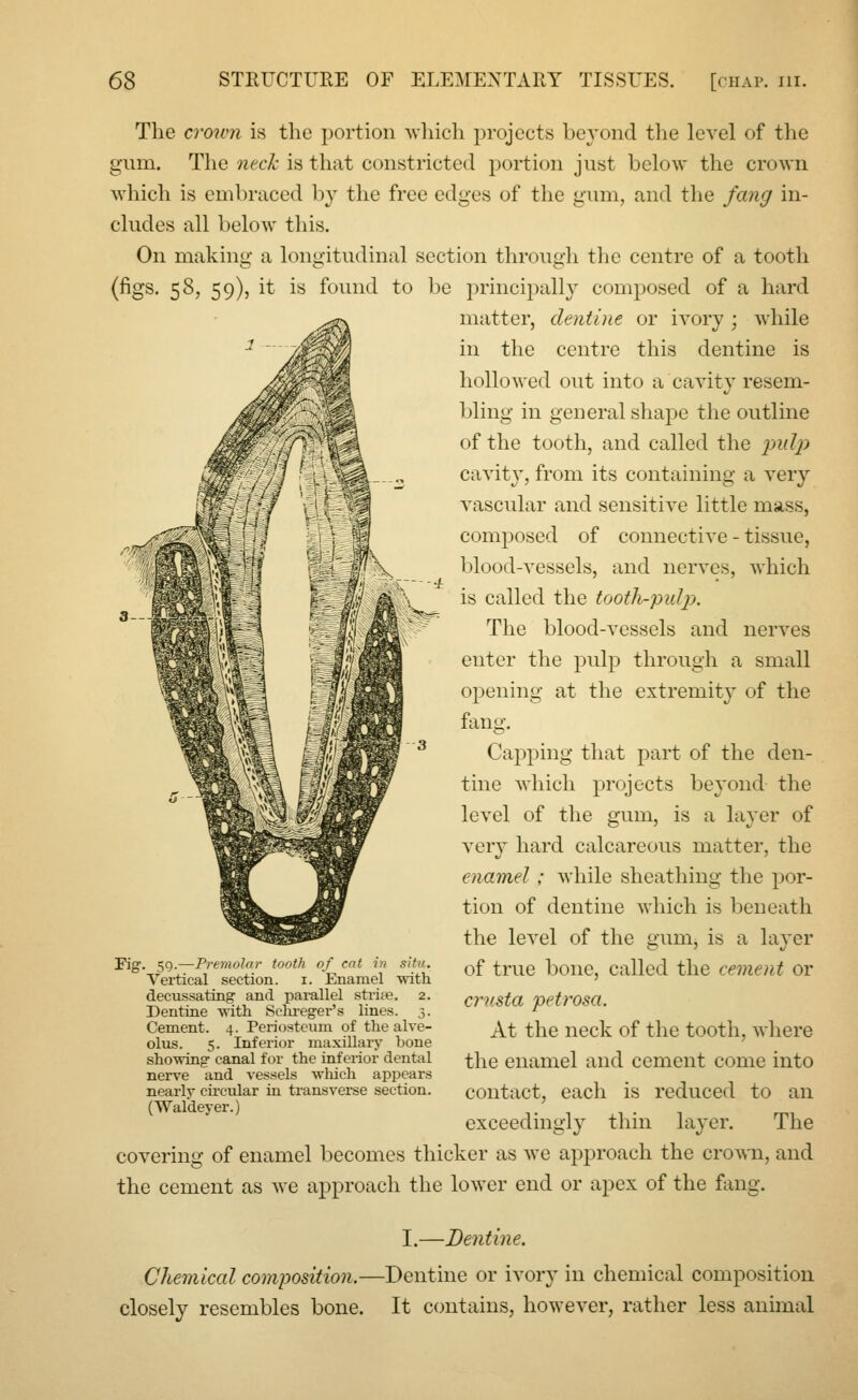 The crown is the portion which projects beyond the level of the givm. The neck is that constricted portion just below the crown which is embraced by the free edges of the gum, and the fang in- cludes all below this. On making a longitudinal section through the centre of a tooth (figs. 58, 59), it is found to be principally composed of a hard matter, dentine or ivory ; while in the centre this dentine is hollowed out into a cavity resem- bling in general shape the outline of the tooth, and called the pulp cavity, from its containing a very vascular and sensitive little mass, composed of connective - tissue, blood-vessels, and nerves, which is called the tooth-pulp. The blood-vessels and nerves enter the pulp through a small opening at the extremity of the fang. Capping that part of the den- tine which projects beyond the level of the gum, is a layer of very hard calcareous matter, the enamel ; while sheathing the por- tion of dentine which is beneath the level of the gum, is a layer of true bone, called the cement or crnsta petrosa. At the neck of the tooth, where the enamel and cement come into contact, each is reduced to an exceedingly thin layer. The covering of enamel becomes thicker as we approach the crown, and the cement as we approach the lower end or apex of the fang. I.—Dentine. Chemical composition.—Dentine or ivory in chemical composition closely resembles bone. It contains, however, rather less animal Fig. 59.—Premolar tooth of cat in situ. Vertical section. 1. Enamel with decussating and parallel stripe. 2. Dentine 'with Sehreger's lines. 3. Cement. 4. Periosteum of the alve- olus. 5. Inferior maxillary hone showing canal for the inferior dental nerve and vessels which appears nearlv circular in transverse section. (Waldeyer.)