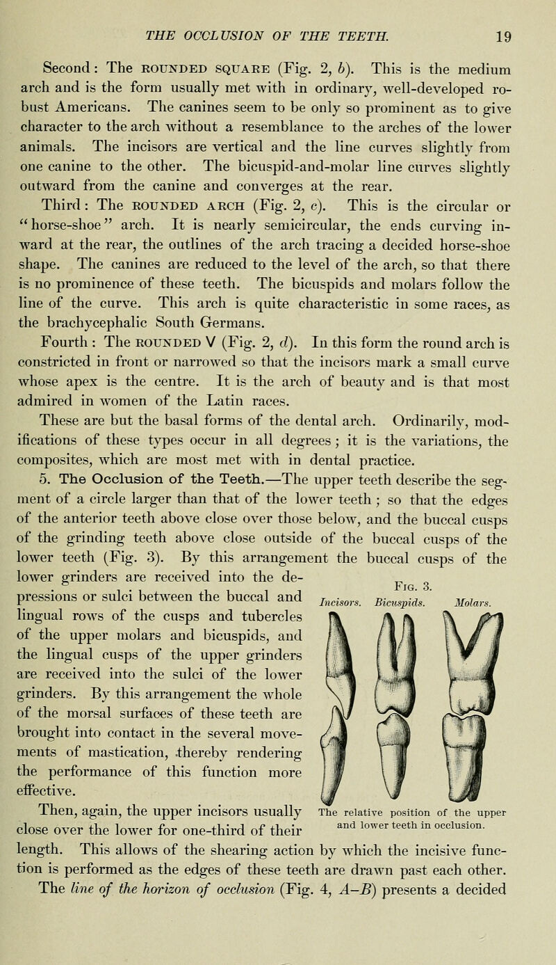 Second: The rounded square (Fig. 2, b). This is the medium arch and is the form usually met with in ordinary, well-developed ro- bust Americans. The canines seem to be only so prominent as to give character to the arch without a resemblance to the arches of the lower animals. The incisors are vertical and the line curves slightly from one canine to the other. The bicuspid-and-molar line curves slightly outward from the canine and converges at the rear. Third: The rounded arch (Fig. 2, c). This is the circular or horse-shoe arch. It is nearly semicircular, the ends curving in- ward at the rear, the outlines of the arch tracing a decided horse-shoe shape. The canines are reduced to the level of the arch, so that there is no prominence of these teeth. The bicuspids and molars follow the line of the curve. This arch is quite characteristic in some races, as the brachycephalic South Germans. Fourth : The rounded V (Fig. 2, d). In this form the round arch is constricted in front or narrowed so that the incisors mark a small curve whose apex is the centre. It is the arch of beauty and is that most admired in women of the Latin races. These are but the basal forms of the dental arch. Ordinarily, mod- ifications of these types occur in all degrees; it is the variations, the composites, which are most met with in dental practice. 5. The Occlusion of the Teeth.—The upper teeth describe the seg- ment of a circle larger than that of the lower teeth ; so that the edges of the anterior teeth above close over those below, and the buccal cusps of the grinding teeth above close outside of the buccal cusps of the lower teeth (Fig. 3). By this arrangement the buccal cusps of the lower grinders are received into the de- pressions or sulci between the buccal and lingual rows of the cusps and tubercles of the upper molars and bicuspids, and the lingual cusps of the upper grinders are received into the sulci of the lower grinders. By this arrangement the whole of the morsal surfaces of these teeth are brought into contact in the several move- ments of mastication, .thereby rendering the performance of this function more effective. Then, again, the upper incisors usually close over the lower for one-third of their length. This allows of the shearing action by which the incisive func- tion is performed as the edges of these teeth are drawn past each other. The line of the horizon of occlusion (Fig. 4, A-B) presents a decided Incisors. Fig. 3. Bicuspids. Molars. The relative position of the upper and lower teeth in occlusion.