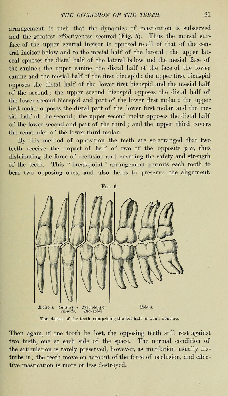 arrangement is such that the dynamics of mastication is subserved and the greatest effectiveness secured (Fig. 5). Thus the morsal sur- face of the upper central incisor is opposed to all of that of the cen- tral incisor below and to the mesial half of the lateral; the upper lat- eral opposes the distal half of the lateral below and the mesial face of the canine ; the upper canine, the distal half of the face of the lower canine and the mesial half of the first bicuspid ; the upper first bicuspid opposes the distal half of the lower first bicuspid and the mesial half of the second; the upper second bicuspid opposes the distal half of the lower second bicuspid and part of the lower first molar : the upper first molar opposes the distal part of the lower first molar and the me- sial half of the second; the upper second molar opposes the distal half of the lower second and part of the third; and the upper third covers the remainder of the lower third molar. By this method of apposition the teeth are so arranged that two teeth receive the impact of half of two of the opposite jaw, thus distributing the force of occlusion and ensuring the safety and strength of the teeth. This  break-joint arrangement permits each tooth to bear two opposing ones, and also helps to preserve the alignment. Fig. 6. Incisors. Canines or Premolars or cuspids. Bicuspids. Molars. The classes of the teeth, comprising the left half of a full denture. Then again, if one tooth be lost, the opposing teeth still rest against two teeth, one at each side of the space. The normal condition of the articulation is rarely preserved, however, as mutilation usually dis- turbs it; the teeth move on account of the force of occlusion, and effec- tive mastication is more or less destroyed.
