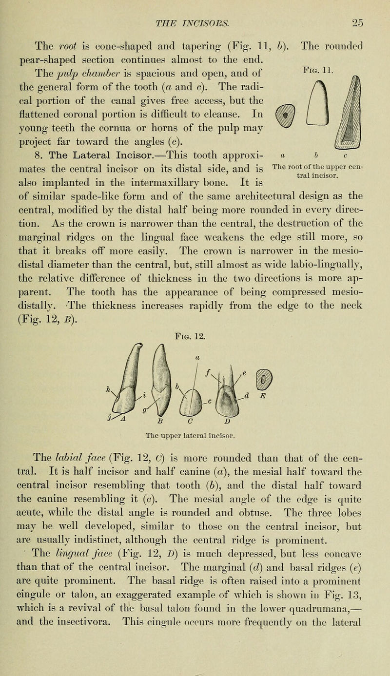 Fig. 11. The root of the upper cen- tral incisor. The root is cone-shaped and tapering (Fig. 11, b). The rounded pear-shaped section continues almost to the end. The pulp chamber is spacious and open, and of the general form of the tooth {a and c). The radi- cal portion of the canal gives free access, but the flattened coronal portion is difficult to cleanse. In young teeth the cornua or horns of the pulp may project far toward the angles (c). 8. The Lateral Incisor.—This tooth approxi- mates the central incisor on its distal side, and is also implanted in the intermaxillary bone. It is of similar spade-like form and of the same architectural design as the central, modified by the distal half being more rounded in every direc- tion. As the crown is narrower than the central, the destruction of the marginal ridges on the lingual face weakens the edge still more, so that it breaks oif more easily. The crown is narrower in the mesio- distal diameter than the central, but, still almost as wide labio-lingually, the relative difference of thickness in the two directions is more ap- parent. The tooth has the appearance of being compressed mesio- distally. >The thickness increases rapidly from the edge to the neck (Fig. 12, B). Fig. 12. ^^■^ B C D The upper lateral incisor. The labial face (Fig. 12, C) is more rounded than that of the cen- tral. It is half incisor and half canine (a), the mesial half toward the central incisor resembling that tooth (6), and the distal half toward the canine resembling it (c). The mesial angle of the edge is quite acute, while the distal angle is rounded and obtuse. The three lobes may be well developed, similar to those on the central incisor, but are usually indistinct, although the central ridge is prominent. The lingual face (Fig. 12, D) is much depressed, but less concave than that of the central incisor. The marginal (cZ) and basal ridges (e) are quite prominent. The basal ridge is often raised into a prominent cingule or talon, an exaggerated example of Avhich is shown in Fig. 13, which is a revival of the basal talon found in the lower quadrumana,— and the insectivora. This cingule oeenrs more frequently on the lateral