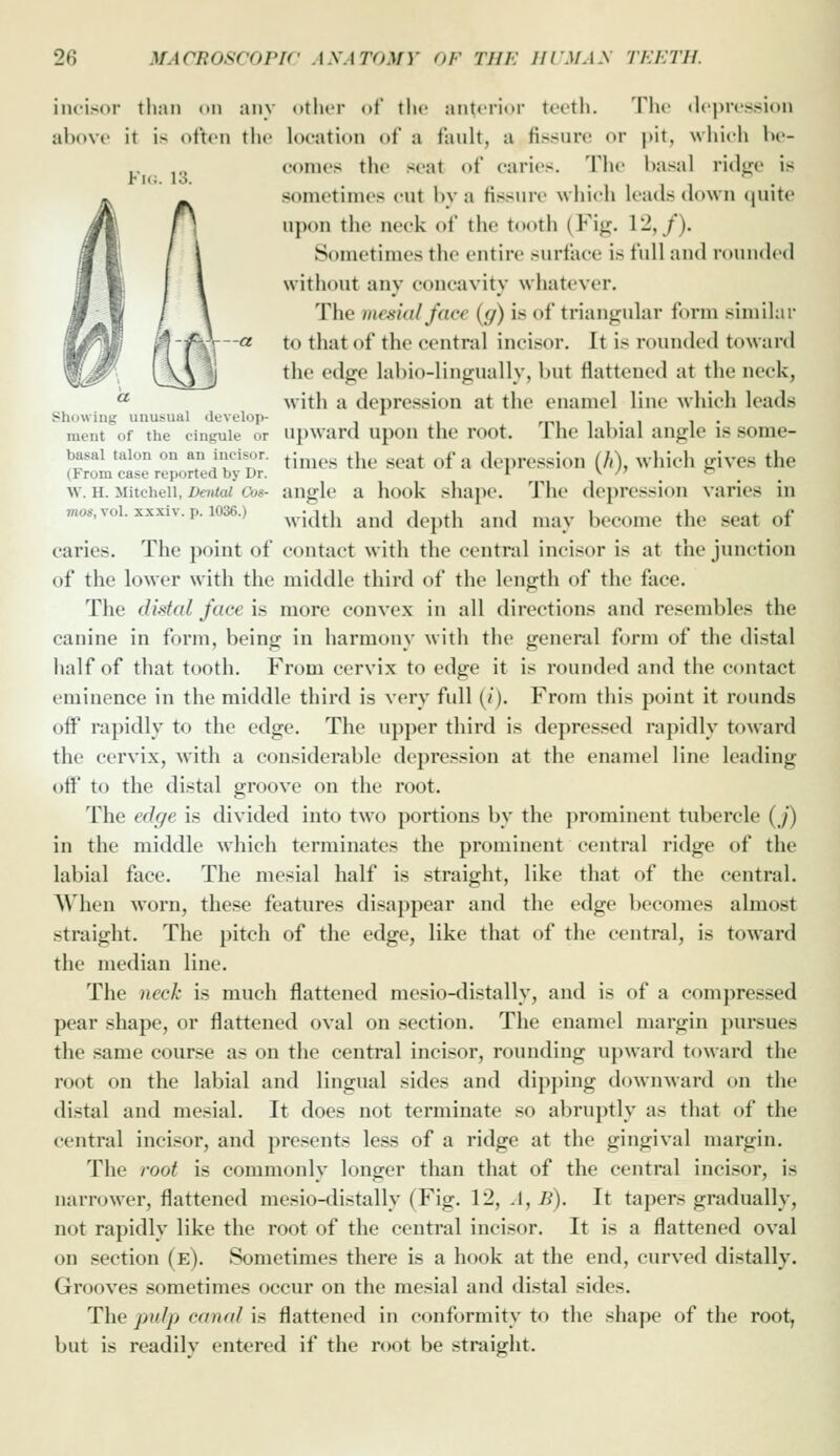 incisor than <m any otlu-r of tlic anterior t«'('tli. The depression al)ove it is ofton tlie location of a fault, a fissun; or |)it, which hc- conies the seat of caries. The basal ridge is sometimes cut hv a tissun- which leads down quite n]>on the neck of the tooth (Fig. 1-,/). Sometimes the entire surface is full and rounded without any concavity whatever. The mesial face (g) is of triangular form similar a to that of the central incisor. It is rounded toward the edge lahio-lingually, but flattened at the neck, ** with a depression at the enamel line which leads Showing unusual develop- *^ mi i i • i i • ment of the cinguie or Upward upon the root. 1 he labial angle is some- basal talon on an incisor, ^jj^^^.^ ^j^^. ^^,^^ ^^^-^ depression (/(), wllich givCS the (From case reported by Dr. ^ . . , w. H. Mitchell, Dattai Cos- angle a hook shape. The depression varies in «,o.,voi.xxxiv.p.i036.) ^^.j^^jj^ ,^j^^j ^l^^^^^j^ .^j^^l j^^,j^. become the seat of caries. The point of contact with the central incisor is at the junction of the lower with the middle third of the length of the face. The dktal face is more convex in all directions and resembles the canine in form, being in harmony with the general form of the distal half of that tooth. From cervix to edge it is rounded and the contact eminence in the middle third is very full (/). From this point it rounds off rapidly to the edge. The upper third is depressed rapidly toward the cervix, with a considerable depression at the enamel line leading off to the distal groove on the root. The edge is divided into two portions by the prominent tubercle (_/) in the middle which terminates the prominent central ridge of the labial face. The mesial half is straight, like that of the central. When worn, these features disappear and the edge becomes almost straight. The pitch of the edge, like that of the central, is toward the median line. The neck is much flattened mesio-distally, and is of a compressed pear shape, or flattened oval on section. The enamel margin pursues the same course as on the central incisor, rounding upward toward the root on the labial and lingual sides and dipping downward on the distal and mesial. It does not terminate so abruptly as that of the central incisor, and presents less of a ridge at the gingival margin. The root is commonly longer than that of the central incisor, is narrower, flattened mesio-distally (Fig, 12, A, B). It tapers gradually, not rapidly like the root of the central incisor. It is a flattened oval on section (e). Sometimes there is a hook at the end, curved distally. Grooves sometimes occur on the mesial and distal sides. The pulp canal is flattened in conformity to the shape of the root, but is readily entered if the root be straight.