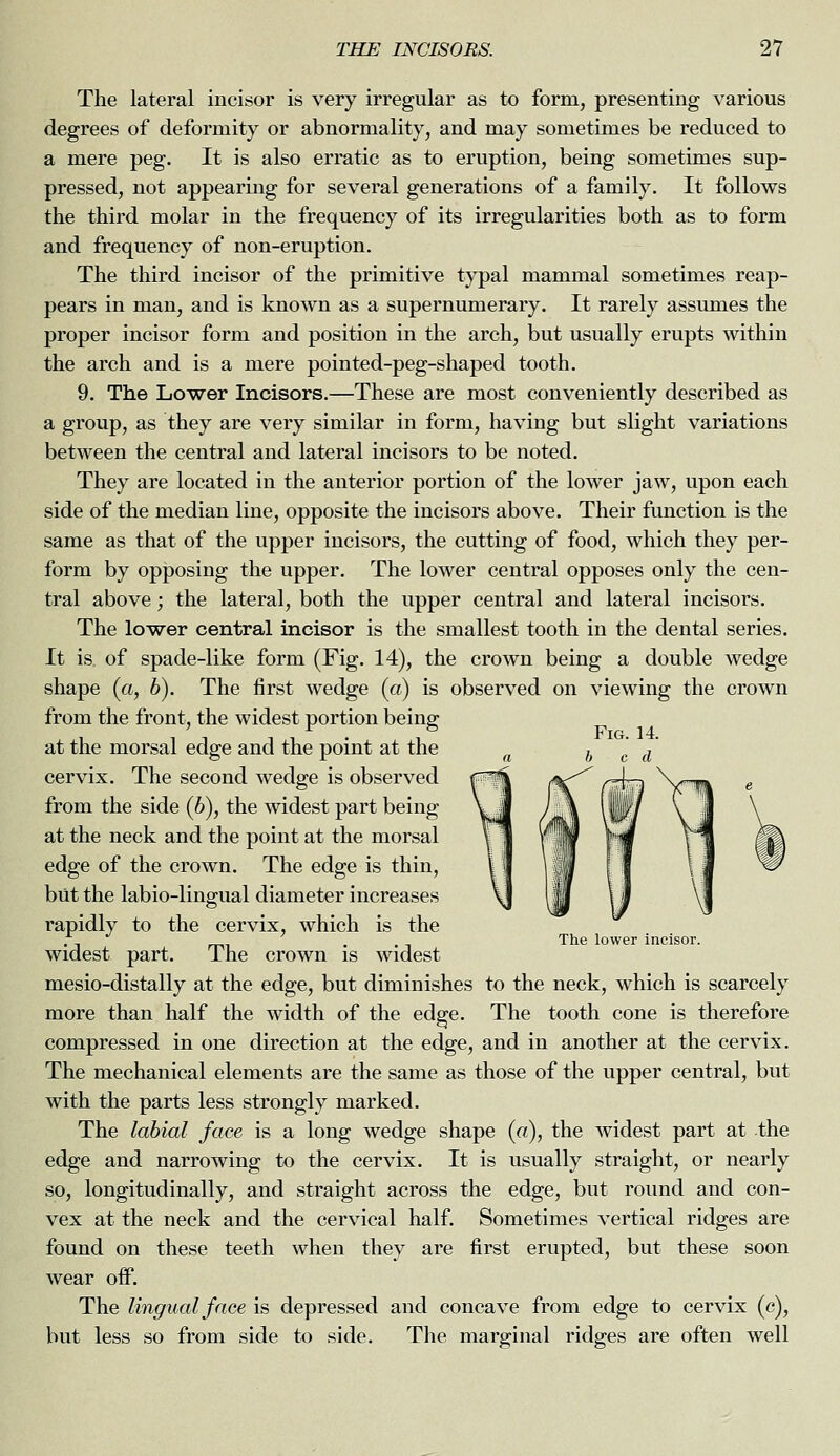 The lateral incisor is very irregular as to form, presenting various degrees of deformity or abnormality, and may sometimes be reduced to a mere peg. It is also erratic as to eruption, being sometimes sup- pressed, not appearing for several generations of a family. It follows the third molar in the frequency of its irregularities both as to form and frequency of non-eruption. The third incisor of the primitive typal mammal sometimes reap- pears in man, and is known as a supernumerary. It rarely assumes the proper incisor form and position in the arch, but usually erupts within the arch and is a mere pointed-peg-shaped tooth. 9. The Lo^wer Incisors.—These are most conveniently described as a group, as they are very similar in form, having but slight variations between the central and lateral incisors to be noted. They are located in the anterior portion of the lower jaw, upon each side of the median line, opposite the incisors above. Their function is the same as that of the upper incisors, the cutting of food, which they per- form by opposing the upper. The lower central opposes only the cen- tral above; the lateral, both the upper central and lateral incisors. The lo-wer central incisor is the smallest tooth in the dental series. It is of spade-like form (Fig. 14), the crown being a double wedge shape (a, 6). The first wedge (a) is observed on viewing the crown from the front, the widest portion being at the morsal edge and the point at the cervix. The second wedge is observed from the side (6), the widest part being at the neck and the point at the morsal edge of the crown. The edge is thin, but the labio-lingual diameter increases rapidly to the cervix, which is the widest part. The crown is widest mesio-distally at the edge, but diminishes to the neck, which is scarcely more than half the width of the edge. The tooth cone is therefore compressed in one direction at the edge, and in another at the cervix. The mechanical elements are the same as those of the upper central, but with the parts less strongly marked. The labial face is a long wedge shape («), the widest part at the edge and narrowing to the cervix. It is usually straight, or nearly so, longitudinally, and straight across the edge, but round and con- vex at the neck and the cervical half. Sometimes vertical ridges are found on these teeth when they are first erupted, but these soon wear oif. The lingual face is depressed and concave from edge to cervix (c), but less so from side to side. The marginal ridges are often well The lower incisor.