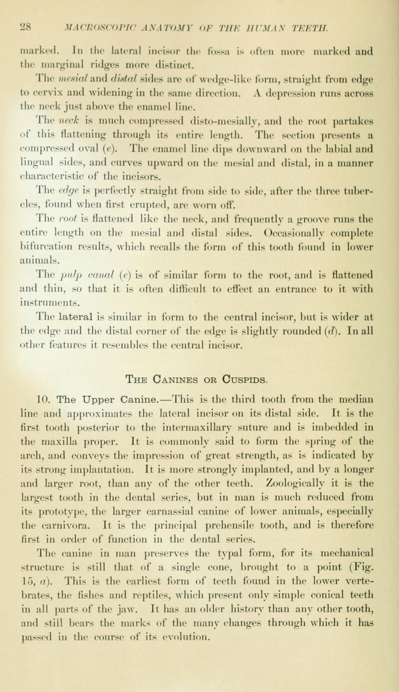 marked. In the lateral ineisoi- the fossa is often more markeci and the mariiiiial ridges more distinct. The iiusidlnnd didal sides are of wi-tlge-liki i'orm, straight from edge to cervix and widening in the same direction. A depression runs across the neck just above the enamel line. 'i'he neck is much compressed disto-mesially, and the rf)ot partakes of this flattening through its entire length. The section presents a compressed oval {e). The enamel line dips downward on the labial and lingual sides, and curves upward on the mesial and distal, in a manner characteristic of the incisors. The edge is perfectly straight from side to side, after the three tuber- cles, found when first eru])ted, are worn off. The root is flattened like the neck, and frequently a groove runs the entire length on the mesial and distal sides. Occasionally complete bifurcation residts, which recalls the form of this tooth found in lower animals. The pulp canal (e) is of similar form t(» the root, and is flattened and thin, so that it is often difficult to effect an entrance to it with instnnuents. The lateral is similar in form to the central incisor, but is wider at the edge and the distal corner of the edge is slightly rounded (d). In all other features it resembles the central incisor. The Canines or Cuspids. 10. The Upper Canine.—This is the third tooth from the median line and a|>i)roximates the lateral incisor on its distal side. It is the first tooth |)osterior to the intermaxillary suture and is imbedded in the maxilla })roper. It is commonly said to form the spring of the arch, and conveys the impression of great strength, as is indicated by its strong imphuitation. It is more strongly implanted, and by a longer and larger root, than any of the other teeth. Zoologically it is the largest tooth in the dental series, but in man is much reduced from its prototype, the larger carnassial canine of lower animals, especially the carnivora. It is the principal prehensile tooth, and is therefore first in order of function in the dental series. The canine in man preserves the typal form, for its mechanical structure is still that of a single cone, brought to a point (Fig. 15, a). This is the earliest form of teeth found in the lower verte- brates, the fishes and reptiles, which present only simple conical teeth in all parts of the jaw. It has an older history than any other tooth, and stiil bears the marks of the many changes through which it has passed in the course of its evolution.