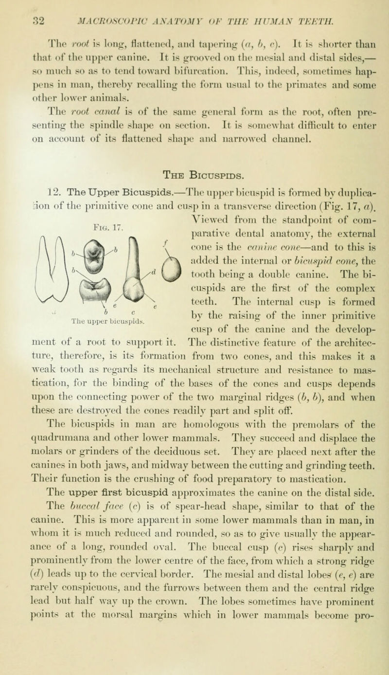 The mot is lontx, Hattciicd, and tajx-rin^ {<t, h, c). It is shorter tlian that of the upper canine. It is grooved on the mesial and distal sides,— so much so as to tend toward bifurcation. This, indeed, sometimes hap- pens in man, thereby ri'calling the Ibriu usual to the ])riniates and some other lower animals. The root canal is of tlie same general form as the root, often pre- senting the spindle shape on section. It is somewhat difficult to enter on account of its flattened shape and narrowed channel. Fig. 17. b c The upper bicuspids. ment of a root to support it. The Bicuspids. 12. The Upper Bicuspids.—The upper l)icus])id is formed by duplica- :ion of the primitive cone and cnsp in a transverse direction (Fig. 17, a), \'iewed from the standpoint of com- j)arative dental anatomy, the external cone is the (•(intiic cone—and to this is added the internal nr hictispirJ cone, the tooth being a double canine. The bi- cuspids are the first of the complex- teeth. Tile internal cusp is formed by the raising of the inner primitive cusp of the canine and the devclop- The distinctive feature of the architec- ture, therefore, is its formation from two cones, and this makes it a weak tooth as regards its mechanical structure and resistance to mas- tication, for the binding of the bases of the cones and cusps depends upon the connecting power of the two marginal ridges (h, b), and when these are destroyed the cones readily part and split off. The bicuspids in man are homologous with the ])remolars of the quadrumana and other lower mammals. They succeed and displace the molars or grinders of the deciduous set. They are placed next after the canines in both jaws, and midway between the cutting and grinding teeth. Their function is the crushing of food preparatory to mastication. The upper first bicuspid approximates the canine on the distal side. The buccal face (c) is of spear-head shape, similar to that of the canine. This is more apparent in some lower mammals than in man, in whom it is much reduced and rounded, so as to give usually the apjiear- ance of a long, rounded oval. Tiie buccal cusp (c) rises sharply and prominently from the lower centre of the face, from which a strong ridge (fJ) leads up to the cervical border. The mesial and distal lobes (e, e) are rarely conspicuous, and the furrows between them and the central ridge lead but half way up the crown. The lobes sometimes have prominent points at the morsal margins which in lower mammals become pro-