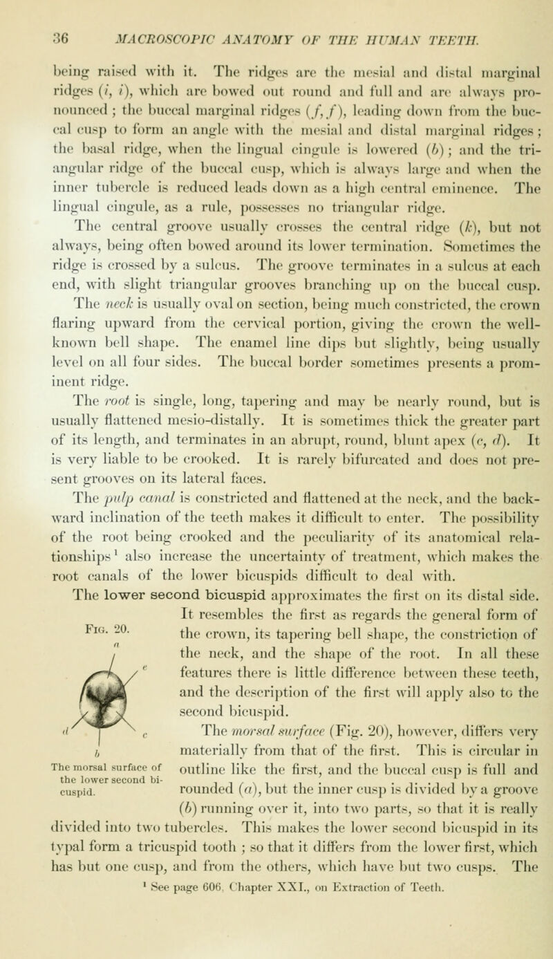 being raised with it. The ridges are the mesial and distal marginal ridges (/, /), whieh are bowed out round and full and are always pro- nounced ; the buccal marginal ridges (/,./'), leading down irom the buc- cal cusp to form an angle with the mesial and distal marginal ridges ; the basal ridge, when the lingual eingule is lowered (6); and the tri- angular ridge of the buccal cusj), whieh is always large and when the inner tubercle is reduced leads down as a high central eminence. The lingual eingule, as a rule, possesses no triangular ridge. The central groove usually crosses the central ridge {h), but not always, being often bowed around its lower termination. Sometimes the ridge is crossed by a sulcus. The groove terminates in a sulcus at each end, with slight triangidar grooves branching up on the buccal cusp. Tile neck is usually oval on section, being much constricted, the crown flaring upward from the cervical portion, giving the crown the well- known bell shape. The enamel line dips i)ut slightly, being usually level on all four sides. The buccal border sometimes presents a prom- inent ridge. The i-oot is single, long, ta})ering and may be nearly round, but is usually flattened mesio-tlistally. It is sometimes thick the greater part of its length, and terminates in an abrupt, round, blunt apex (c, d). It is very liable to be crooked. It is rarely bifurcated and does not pre- sent grooves on its lateral faces. The puljj canal is constricted and flattened at the neck, and the back- ward inclination of the teeth makes it difficult to enter. The possibility of the root being crooked and the peculiarity of its anatomical rela- tionships' also increase the uncertainty of treatment, which makes the root canals of the lower bicuspids difficult to deal with. The lower second bicuspid aj)proximates the first on its distal side. It resembles the first as regards the general form of Fig. 20. ^jjg crown, its tapering bell shape, the constriction of the neck, and the shape of the root. In all these features there is little diffi?rence between these teeth, and the description of the first will apply also to the second bicuspid. The moi\mI surface (Fig. 20), however, differs very il materially from that of the first. This is circular in The morsai surface of outline like the first, and the buccal cusp is full and the lower secoQcl bi- cuspid. rounded (a), but the inner cusj) is divided by a groove (6) running over it, into two parts, so that it is really divided into two tubercles. This makes the lower second bicuspid in its typal form a tricuspid tooth ; so that it diffi'rs from the lower first, which has but one cusp, and from the others, which have but two cusps. The • See page 606, Chapter XXL, on Extraction of Teeth.