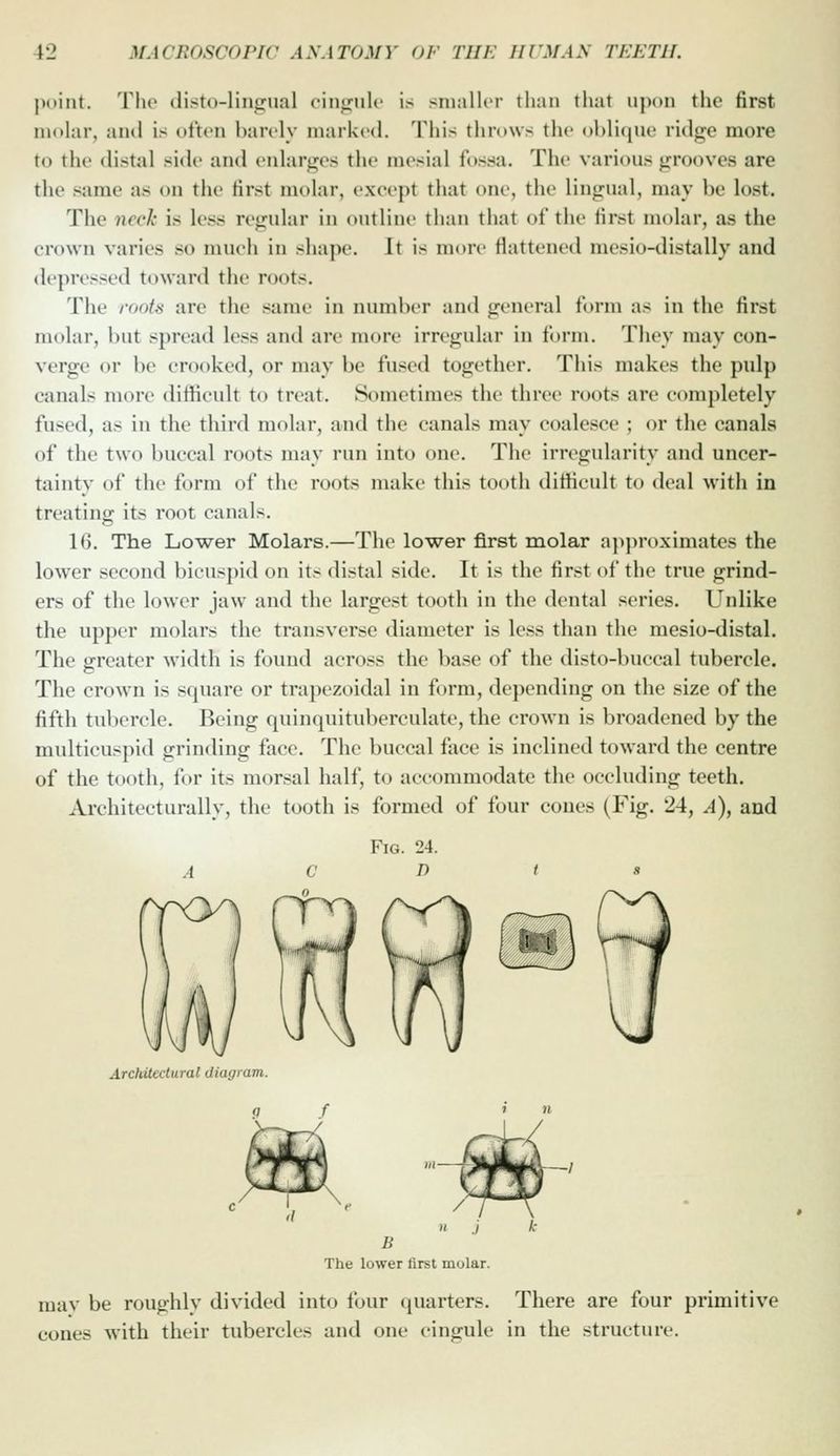 |)oiiit. The (listo-linffual oiiifrulc is snialltT than that upon the first molar, and is often hardy marked. This throws the oblique ridge more to the distal side and enlart^es tlie mesial f(»ssa. The various grooves are the same as on the Hrst molar, except that one, the lingual, may be lost. The neck is less regular in outline than that of the Hrst molar, as the crown varies so mueii in shape. It is more flattened mesio-distally and ilepressed toward the roots. The roots are the same in number and general form as in the first molar, but spread less and are more irregular in form. They may con- verge or be crooked, or may be fused together. This makes the pulp canals more difficult to treat. Sometimes the three roots are completely fused, as in the third molar, and the canals may coalesce ; or the canals of the two buccal roots may run into one. The irregularity and uncer- tainty of the form of the roots make this tooth difficult to deal with in treatinc; its root canals. 10. The Lower Molars.—The lower first molar ajiproximates the lower second bicuspid on its distal side. It is the first of the true grind- ers of the lower jaw and the largest tooth in the dental series. Unlike the upper molars the transverse diameter is less than the mesio-distal. The greater width is found across the base of the disto-buccal tubercle. The crown is s(juare or trapezoidal in form, de])ending on the size of the fifth tubercle. Being quinquituberculate, the crown is broadened by the multicuspid grinding face. The buccal face is inclined toward the centre of the tooth, for its morsal half, to accommodate the occluding teeth. Architecturally, the tooth is formed of four cones (Fig. 24, A), and Architectural diagram. g B The lower tirst molar. mav be roughly divided into four quarters. There are four primitive cones with their tubercles and one cingule in the structure.