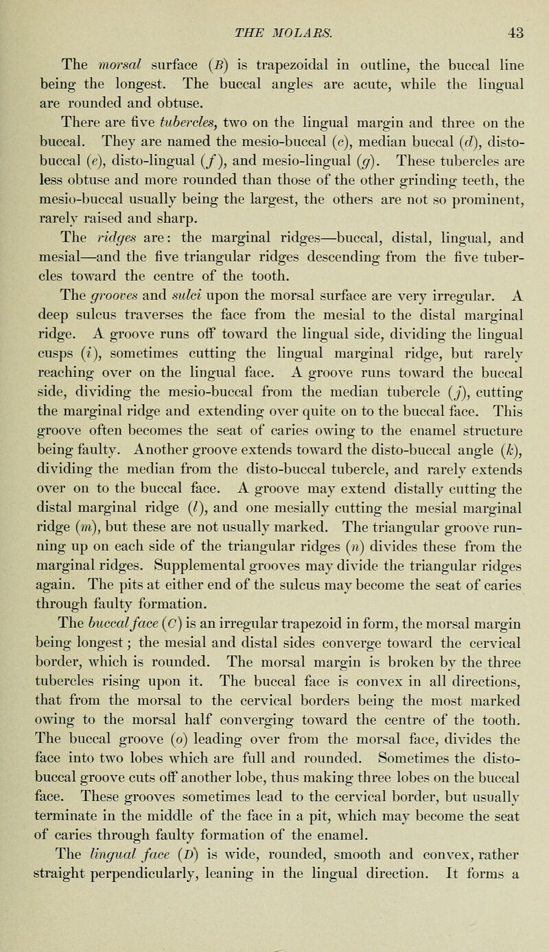 The morsal surface (B) is trapezoidal in outline, the buccal line being the longest. The buccal angles are acute, while the lingual are rounded and obtuse. There are five tuber-des, two on the lingual margin and three on the buccal. They are named the mesio-buccal (c), median buccal (d), disto- buccal (e), disto-lingual (/), and mesio-lingual (g). These tubercles are less obtuse and more rounded than those of the other grinding teeth, the mesio-buccal usually being the largest, the others are not so prominent, rarely raised and sharp. The ridges are: the marginal ridges—buccal, distal, lingual, and mesial—and the five triangular ridges descending from the five tuber- cles toward the centre of the tooth. The grooves and sulci upon the morsal surface are very irregular. A deep sulcus traverses the face from the mesial to the distal marginal ridge. A groove runs off toward the lingual side, dividing the lingual cusps (i), sometimes cutting the lingual marginal ridge, but rarely reaching over on the lingual face. A groove runs toward the buccal side, dividing the mesio-buccal from the median tubercle (j), cutting the marginal ridge and extending over quite on to the buccal face. This groove often becomes the seat of caries owing to the enamel structure being faulty. Another groove extends toward the disto-buccal angle (k), dividing the median from the disto-buccal tubercle, and rarely extends over on to the buccal face. A groove may extend distally cutting the distal marginal ridge (I), and one mesially cutting the mesial marginal ridge (m), but these are not usually marked. The triangular groove run- ning up on each side of the triangular ridges (n) divides these from the marginal ridges. Supplemental grooves may divide the triangular ridges again. The pits at either end of the sulcus may become the seat of caries through faulty formation. The buccal face (C) is an irregular trapezoid in form, the morsal margin being longest; the mesial and distal sides converge toward the cervical border, which is rounded. The morsal margin is broken by the three tubercles rising upon it. The buccal face is convex in all directions, that from the morsal to the cervical borders being the most marked owing to the morsal half converging toward the centre of the tooth. The buccal groove (o) leading over from the morsal face, divides the face into two lobes which are full and rounded. Sometimes the disto- buccal groove cuts off another lobe, thus making three lobes on the buccal face. These grooves sometimes lead to the cervical border, but usually terminate in the middle of the face in a pit, which may become the seat of caries through faulty formation of the enamel. The lingual face (D) is wide, rounded, smooth and convex, rather straight perpendicularly, leaning in the lingual direction. It forms a