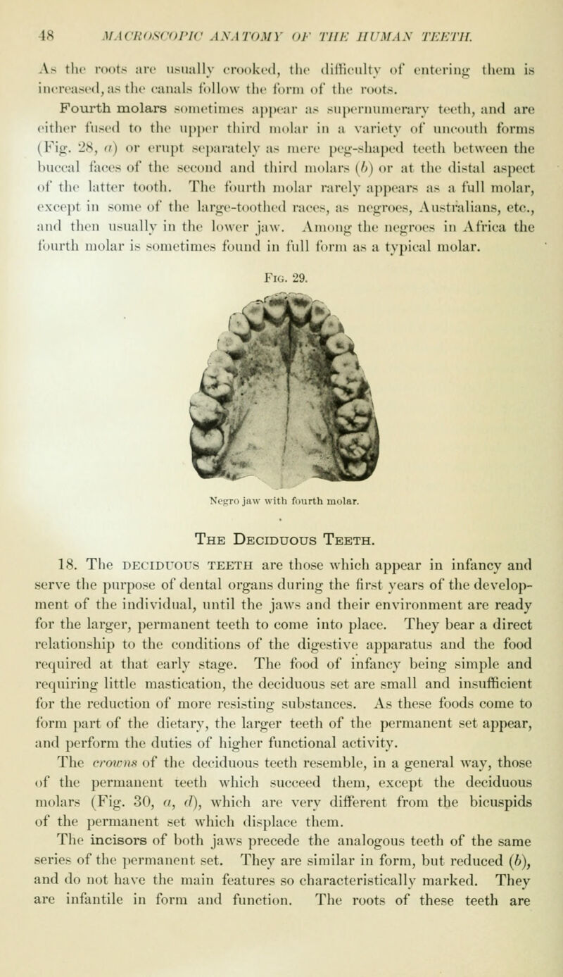 As tlic nxtts arc usually crooked, the dilticiilty of onteriiitj:; them is increased, as the canals follow the form of the roots. Fourth molars sometimes a|)|»ear as superiiumerarv teeth, and are either fused to the U])]ter thii'd molar in a variety of uncouth forms (Fi^. JS, (t) or eru[)t sej)arately as mere |)e<;-sliaj)ed teeth between the buccal faces of the second and third molars (J)) or at tlio distal aspect of the latter t(»oth. The fourth molar rarely appears as a full molar, except in some of the lar<;e-toothed races, as neg;roes, Australians, etc., and then usually in the lower jaw. Among the negroes in Africa the fourth molar is sometimes found in full form as a typical molar. Fig. 29. Negro jaw with fourth molar. The Deciduous Teeth. 18. The DECIDUOUS teeth are those which appear in infancy and serve the purpose of dental organs during the first years of the develop- ment of the individual, until the jaws and their environment are ready for the larger, permanent teeth to come into place. They bear a direct relationship to the conditions of the digestive apparatus and the food required at that early stage. The food of infancy being simple and requiring little mastication, the deciduous set are small and insufficient for the reduction of more resisting substances. As these foods come to form part of the dietary, the larger teeth of the permanent set appear, and perform the duties of higher functional activity. The croicn.s of the deciduous teeth resemble, in a general way, those of the permanent teeth which succeed them, except the deciduous molars (Fig. 30, a, d), which are very different from the bicuspids of the permanent set which displace them. The incisors of both jaws precede the analogous teeth of the same series of the ])ermanont set. They are similar in form, but reduced (6), and do not have the main features so characteristically marked. They are infantile in form and function. The roots of these teeth are