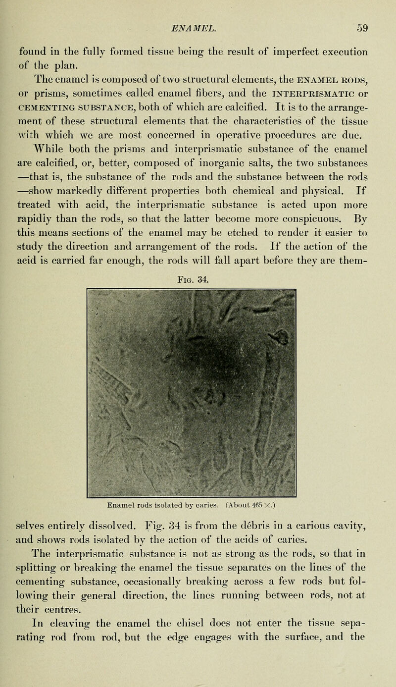 found in the fully formed tissue being the result of imperfect execution of the plan. The enamel is composed of two structural elements, the enamel, rods, or prisms, sometimes called enamel fibers, and the interprismatic or CEMENTING SUBSTANCE, both of which are calcified. It is to the arrange- ment of these structural elements that the characteristics of the tissue with which we are most concerned in operative procedures are due. While both the prisms and interprismatic substance of the enamel are calcified, or, better, composed of inorganic salts, the two substances —that is, the substance of the rods and the substance between the rods —show markedly different properties both chemical and physical. If treated with acid, the interprismatic substance is acted upon more rapidly than the rods, so that the latter become more conspicuous. By this means sections of the enamel may be etched to render it easier to study the direction and arrangement of the rods. If the action of the acid is carried far enough, the rods will fall apart before they are them- FiG. 34. Enamel rods isolated by caries. (About 465 X.) selves entirely dissolved. Fig. 34 is from the debris in a carious cavity, and shows rods isolated by the action of the acids of caries. The interprismatic substance is not as strong as the rods, so that in splitting or breaking the enamel the tissue separates on the lines of the cementing substance, occasionally breaking across a few rods but fol- lowing their general direction, the lines running between rods, not at their centres. In cleaving the enamel the chisel does not enter the tissue sepa- rating rod from rod, but the edge engages with the surface, and the