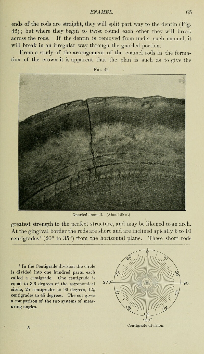 ends of the rods are straight, they will split part way to the dentin (Fig. 42) ; but where they begin to twist round each other they will break across the rods. If the dentin is removed from under such enamel, it will break in an irregular way through the gnarled portion. From a study of the arrangement of the enamel rods in the forma- tion of the crown it is apparent that the plan is such as to give the Fig. 42. Gnarled enamel. (About 50 X.) greatest strength to the perfect structure, and may be likened to an arch. At the gingival border the rods are short and are inclined apieally 6 to 10 centigrades ^ (20° to 35°) from the horizontal plane. These short rods ^ In the Centigrade division the circle is divided into one hundred parts, each called a centigrade. One centigrade is equal to 3.6 degrees of the astronon)ical circle, 25 centigrades to 90 degrees, 12^ centigrades to 45 degrees. The cut gives a comparison of the two systems of meas- uring angles. 270 180 Centigrade division.