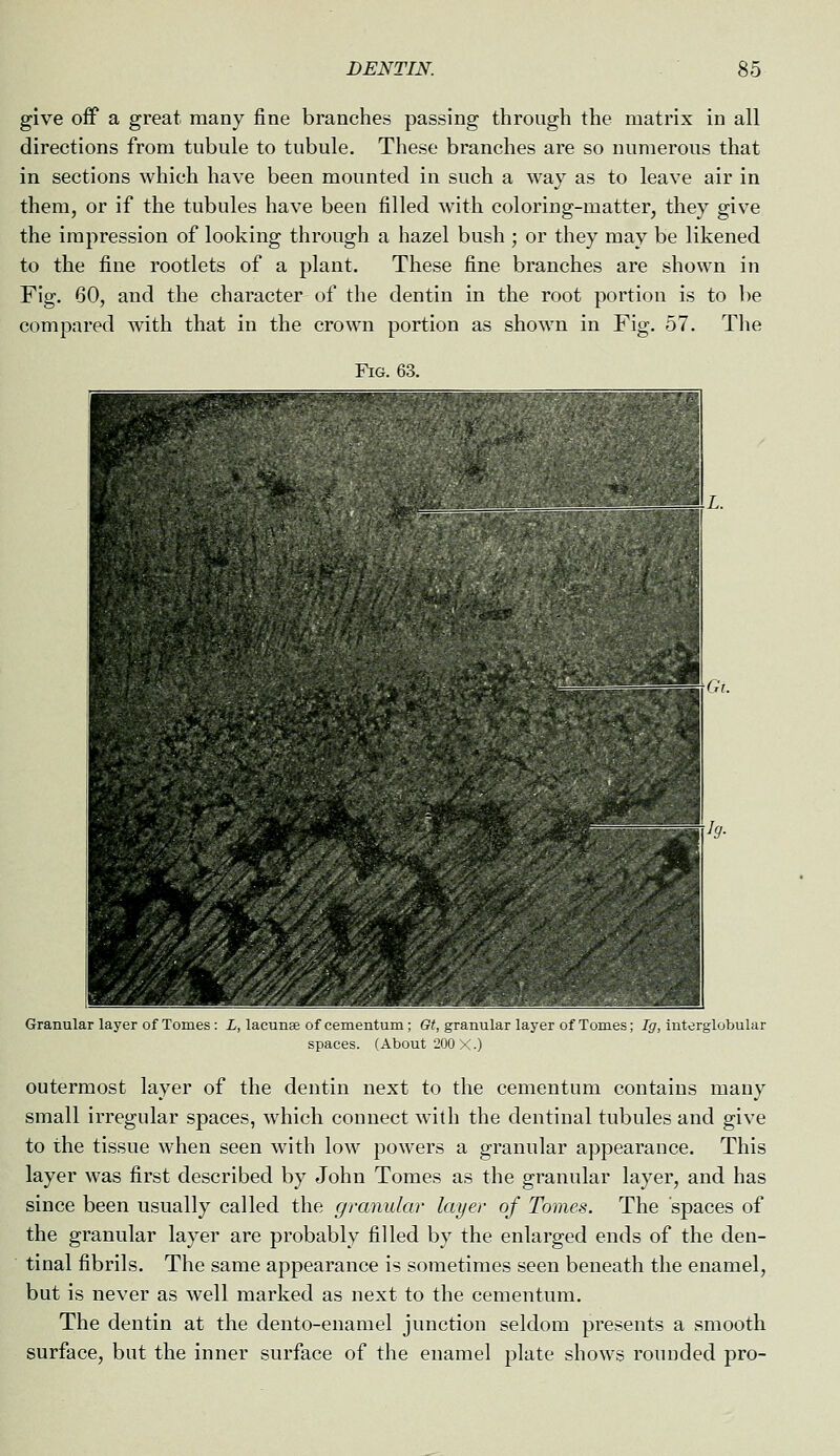 give off a great many fine branches passing through the matrix in all directions from tubule to tubule. These branches are so numerous that in sections which have been mounted in such a way as to leave air in them, or if the tubules have been filled with coloring-matter, they give the impression of looking through a hazel bush ; or they may be likened to the fine rootlets of a plant. These fine branches are shown in Fig. 60, and the character of the dentin in the root portion is to be compared with that in the crown portion as shown in Fig. 57. The Fig. 63. Granular layer of Tomes : i, lacunae of cementum; e<, granular layer of Tomes; /gr, interglobular spaces. (About 200 X.) outermost layer of the dentin next to the cementum contains many small irregular spaces, which connect with the dentinal tubules and give to the tissue when seen with low powers a granular appearance. This layer was first described by John Tomes as the granular layer, and has since been usually called the granular layer of Tomes. The spaces of the granular layer are probably filled by the enlarged ends of the den- tinal fibrils. The same appearance is sometimes seen beneath the enamel, but is never as well marked as next to the cementum. The dentin at the dento-enamel junction seldom presents a smooth surface, but the inner surface of the enamel plate shows rounded pro-
