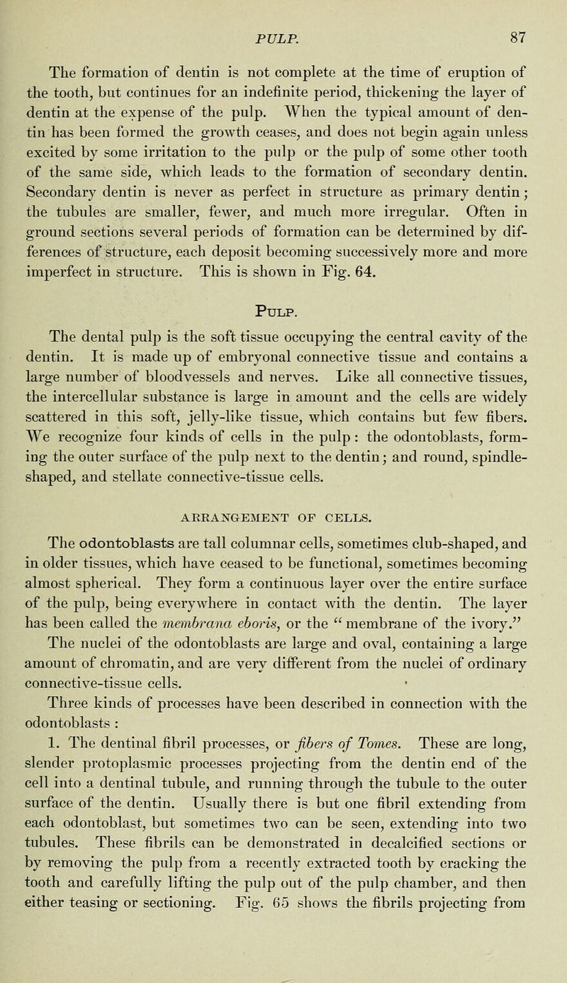 The formation of dentin is not complete at the time of eruption of the tooth, but continues for an indefinite period, thickening the layer of dentin at the expense of the pulp. When the typical amount of den- tin has been formed the growth ceases, and does not begin again unless excited by some irritation to the pnlp or the pulp of some other tooth of the same side, which leads to the formation of secondary dentin. Secondary dentin is never as perfect in structure as primary dentin; the tubules are smaller, fewer, and much more irregular. Often in ground sections several periods of formation can be determined by dif- ferences of structure, each deposit becoming successively more and more imperfect in structure. This is shown in Fig. 64. Pulp. The dental pulp is the soft tissue occupying the central cavity of the dentin. It is made up of embryonal connective tissue and contains a large number of bloodvessels and nerves. Like all connective tissues, the intercellular substance is large in amount and the cells are widely scattered in this soft, jelly-like tissue, which contains but few fibers. We recognize four kinds of cells in the pulp: the odontoblasts, form- ing the outer surface of the pulp next to the dentin; and round, spindle- shaped, and stellate connective-tissue cells. AEEANGEMENT OF CELLS. The odontoblasts are tall columnar cells, sometimes club-shaped, and in older tissues, which have ceased to be functional, sometimes becoming almost spherical. They form a continuous layer over the entire surface of the pulp, being everywhere in contact with the dentin. The layer has been called the membrana eboris, or the  membrane of the ivory. The nuclei of the odontoblasts are large and oval, containing a large amount of chromatin, and are very diiferent from the nuclei of ordinary connective-tissue cells. Three kinds of processes have been described in connection with the odontoblasts : 1. The dentinal fibril processes, or fibers of Tomes. These are long, slender protoplasmic processes projecting from the dentin end of the cell into a dentinal tubule, and running through the tubule to the outer surface of the dentin. Usually there is but one fibril extending from each odontoblast, but sometimes two can be seen, extending into two tubules. These fibrils can be demonstrated in decalcified sections or by removing the pulp from a recently extracted tooth by cracking the tooth and carefully lifting the pulp out of the pulp chamber, and then either teasing or sectioning. Fig. 65 shows the fibrils projecting from