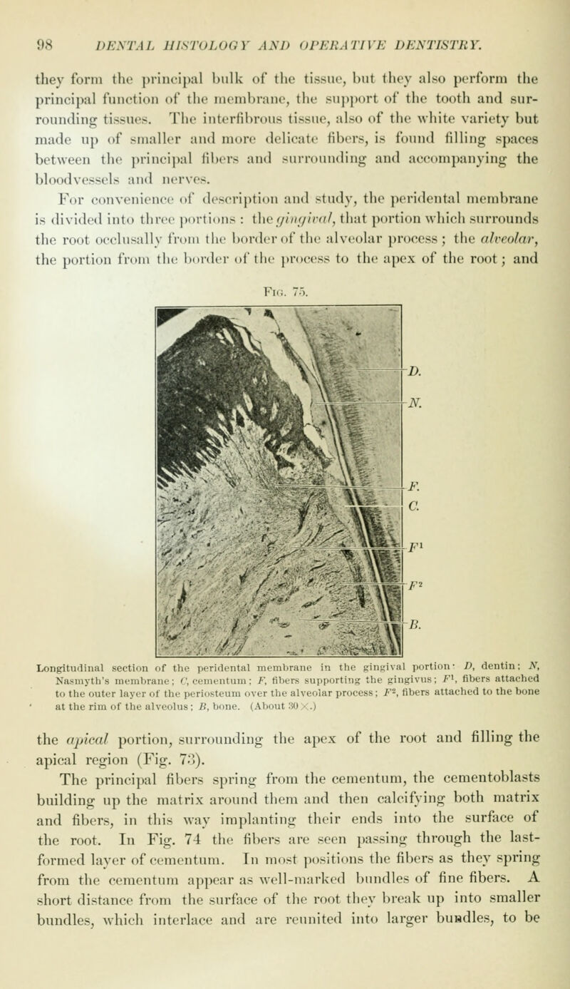 they form the j)riiK'ipal bulk of the tissue, but tliey also perform the principal function of the membrane, the support of the tooth and sur- rounding tissues. The interfibrous tissue, also of the white variety but made uj) of smaller and more delicate fibers, is ft)und tilling spaces between the principal fibers and surrounding and accompanying the bloodvessels and nerves. For convenience of description and study, the peridental membrane is divided into three portions : {\\q <jin<jlval, that portion which surrounds the root occlusally from the border of the alveolar process ; the alveolar, the portion from the border of the process to the apex of the root; and Fi(i. 7 Longitudiiiiil section of the peridental membrHiie in the gingival portion- D, dentin; N, Nasmyth's niemhrane; C, cenientum; F, fihers supporting the Ringivus; F^, fibers attached to the outer layer of the periosteum over the alveolar process; F^, fibers attached to the bone at the rim of the alveolus; B, bone. (About 30 X.) the apical portion, surrounding the apex of the root and filling the apical region (Fig. 7o). The principal fibers spring from the cementura, the cementoblasts building up the matrix around them and then calcifying both matrix and fibers, in this way implanting their ends into the surface of the root. In Fig. 74 the fibers are seen passing through the last- formed layer of cementum. In most positions the fibers as they spring from the cementum appear as well-marked bundles of fine fibers. A short distance from the surface of the root they break up into smaller bundles, which interlace and are reunited into larger buadles, to be