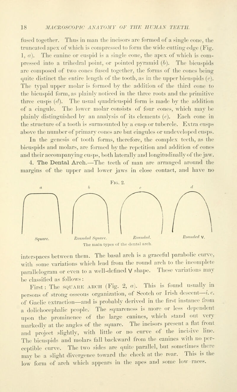 fused together. Thus iu uinu the incisors arc formed oi' a sin<2;le cone, the truncated apex of which is compressed to form the wide cutting- edge (Fig. 1, (f). The canine or cuspid is a single cone, the apex of which is com- pressed into a trihech'al point, or pointed pyramid (b). The bicuspids are composed of two coiu^s fused together, the forms of the cones being (piitc distinct the entire k'ugth of the tooth, as iu the upper bicuspids (c). The typal upper molar is formed by the addition of the third cone to the l)icuspid form, as ])lainly noticed in the three roots and the primitive three cusps ((/). The usual ([uadrieuspid form is made by the addition of a cingule. The lower molar consists of four cones, which may be plainly distinguished by an analysis of its elements {e). Each cone in the structure of a tooth is surmounted by a cusp or tubercle. Extra cusps above the number of primary cones are but cingules or undeveloped cusps. In the genesis of tooth forms, therefore, the complex teeth, as the bicuspids and molars, are formed by the repetition and addition of cones and their accompanying cusps, both laterally and longitudinally of the jaw. 4. The Dental Arch.—The teeth of man are arranged around the margins of the upper and lower jaws in close contact, and have no Fig. 2. Square. Rounded Square. Rounded. Rounded V. The main types of the dental arch. interspaces between them. The basal arch is a graceful parabolic curve, with some variations which lead from the round arch to the incomplete parallelogram or even to a w^ell-defined V shape. These variations may be classified as follows: First: The square arch (Fig. 2, a). This is found usually in persons of strong osseous organization, of Scotch or Irish descent—i. e. of Gaelic extraction—and is probably derived in the first instance from a dolichocephalic people. The squareness is more or less dependent upon the prominence of the large canines, which stand out very markedly at the angles of the square. The incisors present a flat front and project slightly, with little or no curve of the incisive line. The bicuspids and molars fall backw\ard from the canines with no per- ceptible curve. The two sides are quite parallel, but sometimes there may be a slight divergence toward the cheek at the rear. This is the low form of arch which appears in the apes and some low races.