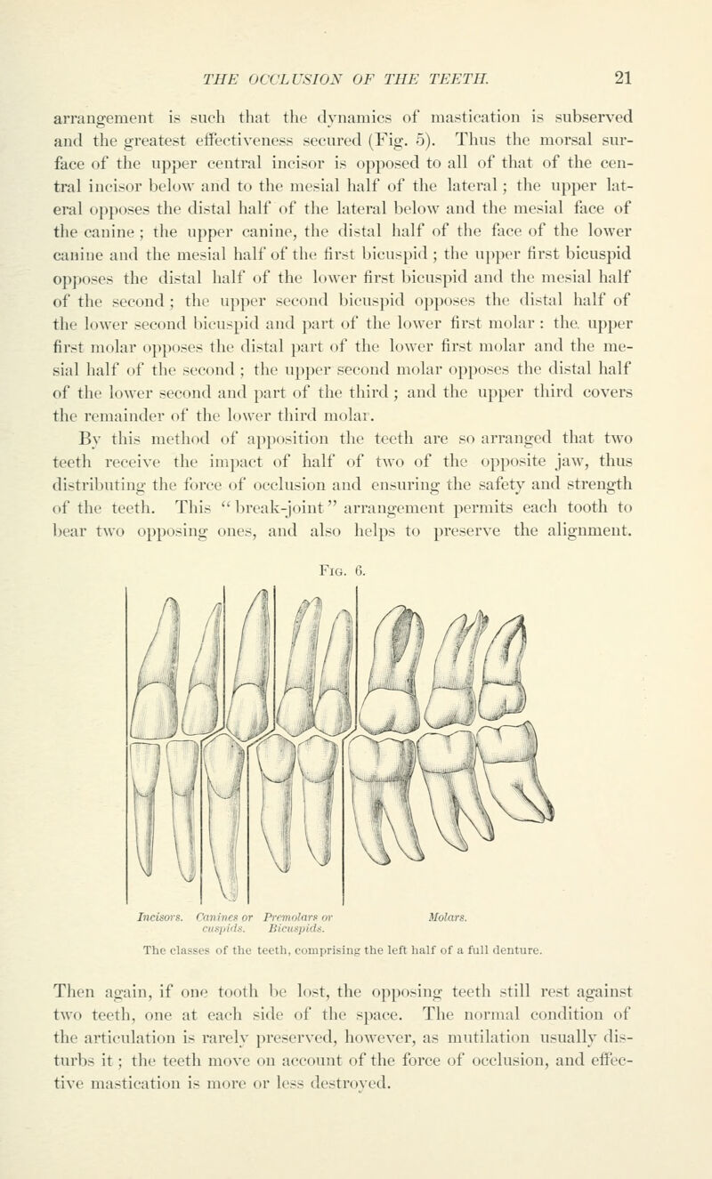arrangement is such tliat the dynamics of mastication is subserved and the greatest effectiveness secured (Fig. 5). Thus the morsal sur- face of the upper central incisor is opposed to all of that of the cen- tral incisor below and to the mesial half of the lateral; the upper lat- eral opposes the distal half of the lateral below and the mesial face of tlie canine ; the upper canine, the distal half of the face of the lower canine and the mesial half of the first bicuspid; the upper first bicuspid opposes the distal half of the lower first bicuspid and the mesial half of the second ; the upper second bicuspid opposes the distal half of the lower second bicuspid and part of the lower first molar : the. upper first molar opposes the distal part of the lower first molar and the me- sial half of the second ; tlie upper second molar opposes the distal half of the lower second and part of the third ; and the upper third covers the remainder of the lower third molar. By this method of apposition the teeth are so arranged that two teeth receive the impact of half of two of the opposite jaw, thus distributing the force of occlusion and ensuring the safety and strength of the teeth. This  break-joint arrangement permits each tooth to bear two opposing ones, and also helps to preserve the alignment. Fig. G. Incisors. Canines or Premolars or Molars. cus2)id.i. Bicuspids. The classes of the teeth, comprising the left half of a full denture. Then again, if one tooth be lost, the opposing teeth still rest against two teeth, one at each side of the space. The normal condition of the articulation is rarely preserved, however, as mutilation usually dis- turbs it; the teeth move on account of the force of occlusion, and effec- tive mastication is more or less destroved.