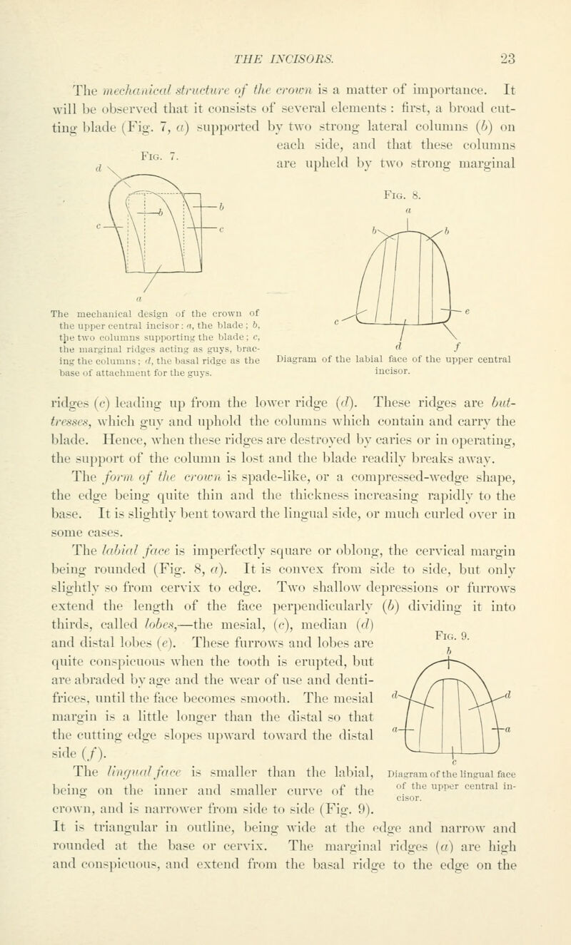 The mechanical stnicture of the crown is a matter of importance. It will be observed that it consists of several elements : first, a broad cut- ting blade (Fig. 7, a) supported by two strong lateral columns (6) on each side, and that these columns are upheld by two strong marginal Fig. 8. Fig. The mechanical design of the crown of the upper central incisor: a, the blade ; 6, the two columns supporting the blade; c, the marginal ridges acting as guys, brac- ing the columns; d, the basal ridge as the base of attachment for the guys. d f Diagram of the labial face of the upper central incisor. ridges (e) leading up from the loAvcr ridge (d). These ridges are but- tresses, which gu}' and uphold the columns which contain and carry the blade. Hence, when these ridges are destroyed by caries or in operating, the support of the column is lost and the blade readily breaks away. The form of the crown is spade-like, or a compressed-wedge shape, the edge being quite thin and the thickness increasing rapidly to the base. It is slightly bent toAvard the lingual side, or much curled over in some cases. The labial face is imperfectly square or oblong, the cervical margin being rounded (Fig. 8, a). It is convex from side to side, but only slightly so from cervix to edge. Two shallow depressions or furrows extend the length of the face perpendicularly (6) dividing it into thirds, called lobes,—the mesial, (e), median (d) aud distal lobes (e). These furrows and lobes are quite conspicuous when the tooth is erupted, but are abraded by age and the wear of use and denti- frices, until the face becomes smooth. The mesial margin is a little longer than the distal so that the cutting edge slopes upw^ard toward the distal side (/). The lingiudface is smaller than the labial, being on the inner and smaller curve of the crown, and is narrower from side to side (Fig. 9). It is triangular in outline, being wide at the r-dge and narrow and rounded at the base or cervix. The marginal ridges {a) are high and conspicuous, and extend from the basal ridge to the edge on the Diasram of the lingual face of the upper central in- cisor.