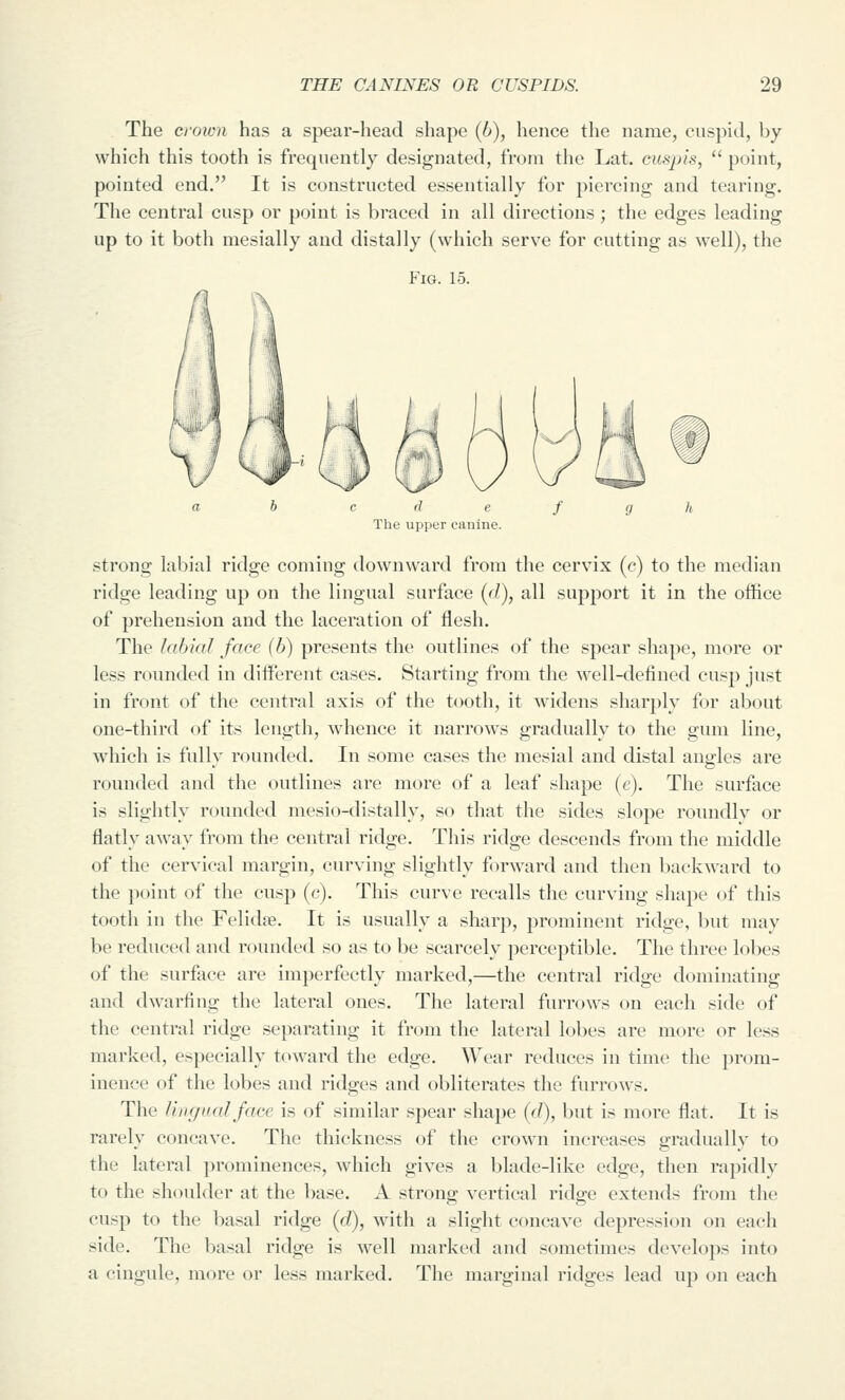 The croion has a spear-head shape (6), hence the name, cuspid, by which this tooth is frequently designated, from the Lat. cuspis, '' point, pointed end, It is constructed essentially for piercing and tearing. The central cusp or point is braced in all directions ; the edges leading up to it both mesially and distally (which serve for cutting as well), the Fig. 15. The upper canine. strong labial ridge coming downward from the cervix (c) to the median ridge leading up on the lingual surface (r/), all support it in the office of prehension and the laceration of flesh. The labial face (b) presents the outlines of the spear shape, more or less rounded in different cases. Starting from the well-defined cusp just in front of the central axis of the tooth, it widens sharply for about one-third of its length, whence it narrows gradually to the gum line, which is fullv rounded. In some cases the mesial and distal anules are rounded and the outlines are more of a leaf shape {e). The surface is slightly rounded mesio-distally, so that the sides slope roundlv or flatly away from the central ridge. This ridge descends from the middle of the cervical margin, curving slightly forward and then backward to the point of the cusp (c). This curve recalls the curving shape of this tooth in the Felidse. It is usually a sharp, prominent ridge, but may be reduced and rounded so as to be scarcely perceptible. The three lobes of the surface are imperfectly marked,—the central ridge dominating and dwarfing the lateral ones. The lateral furrows on each side of the central ridge separating it from the lateral lobes are more or less marked, especially toward the edge. Wear reduces in time the prom- inence of the lobes and ridges and obliterates the furrows. The Un(juaJ face is of similar spear shape (r/), but is more flat. It is rarely concave. The thickness of the crown increases gradually to the lateral prominences, which gives a blade-like edge, then rapidly to the shoulder at the base. A strong vertical ridge extends from the cusp to the basal ridge {d), with a slight concave depression on each side. The basal ridge is well marked and sometimes develops into a cingule, more or less marked. The marginal ridges lead up on each