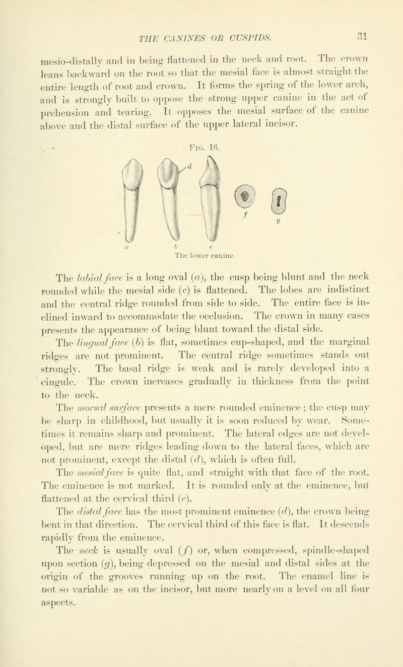 mesio-distally and in beinfr flattened in the neck and root. The crown leans backward on the root so that the mesial face is almost straight the entire length of root and crown. It forms the spring of the lower arch, and is strongly built to oppose the strong upper canine in the act of prehension and tearing. It opposes the mesial surface of the canine above and the distal surface of the upper lateral incisor. The lower canine. The labial face is a long oval (a), the cusp being blunt and the neck rounded while the mesial side (e) is flattened. The lobes are indistinct and the central ridge rounded from side to side. The entire face is in- clined inward to accommodate the occlusion. The crown in many cases presents the appearance of being blunt toward the distal side. The lingual face (6) is flat, sometimes cup-shaped, and the marginal ridges are not prominent. The central ridge sometimes stands out strongly. The basal ridge is weak and is rarely developed into a cingule. The crown increases gradually in thickness from the point to the neck. The iiwrsal surface presents a mere rounded eminence ; the cusp may be sharp in childhood, but usually it is soon reduced by wear. Some- times it remains sharp and prominent. The lateral edges are not devel- oped, but are mere ridges leading down to the lateral faces, which are not prominent, except the distal {«1), which is often full. The mesial face is quite flat, and straight with that face of the root. The eminence is not marked. It is rounded only at the eminence, but flattened at the cervical third (c). The distal face has the most prominent eminence (r/), the crown being bent in that direction. The cervical third of this face is flat. It descends rapidly from the eminence. The neck is usually oval (/) or, when compressed, spindle-shaped upon section {g), being depressed on the mesial and distal sides at the origin of the grooves running up on the root. The enamel line is not so variable as on the incisor, but more nearly on a level on all four aspects.