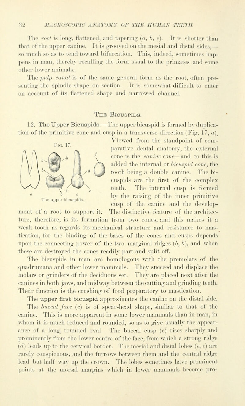 Tli(> roof is long:, iiattencd, and tapering [a, b, c). It is shdrtcr tlum that ot'the up])or canine. It is grooved on tlie mesial and distal sides,— so niueh so as to tend toward bifurcation. This, indeed, sometimes hap- ])ens in man, thereby recalling the ibrm usual to the primates and some other lower animals. T\w jjtt/jj c((ii(i/\i^ of the same general I'onii as the root, often ])re- senting the spindle shape on section. It is somew hat dilVieult to enter on acconnt of its flattened sha})e and narrowed channel. The upper bicuspids. nient of a root to snpport it. The Bicuspids. 12. The Upper Bicuspids,—The npper bicuspid is formed bv duplica- tion of the primitive cone and cusp in a transverse direction (Fig. 17, a). Viewed from the standpoint of com- l)arative dental anatomy, the external cone is the canine cone—and to this is added the internal or bicuspkl cone, the tooth being a donble canine. The bi- cuspids are the first of the complex teeth. The internal cusp is formed by the raising of the inner primitive cusp of the canine and the develop- The distinctive featiu'c of the architec- ture, therefore, is its formation from two cones, and this makes it a weak tooth as regards its mechanical structure and resistance to mas- tication, for the binding of the bases of the cones and cusps depends upon the connecting power of the two marginal ridges (6, h), and when these are destroyed the cones readily part and split off. The bicuspids in man are homologous with the premolars of the quadrumana and other lower mammals. They succeed and displace the molars or grinders of the deciduous set. They are placed next after the canines in both jaws, and midway between the cutting and grinding teeth. Their function is the crushing of food preparatory to mastication. The upper first bicuspid approximates the canine on the distal side. The buccal face (c) is of spear-head shape, similar to that of the canine. This is more apparent in some lower mammals than in man, in whom it is much reduced and rounded, so as to give usually the a])])ear- ance of a long, rounded oval. The buccal cusp (c) rises sharply and prominently from the lower centre of the face, from which a strong ridge {(T) leads up to the cervical border. The mesial and distal lobes {e, e) are rarely conspicuous, and the furrows between them and the central ridge lead but half way up the crown. The lobes sometimes have prominent points at the morsal margins which in lower mammals become pro-