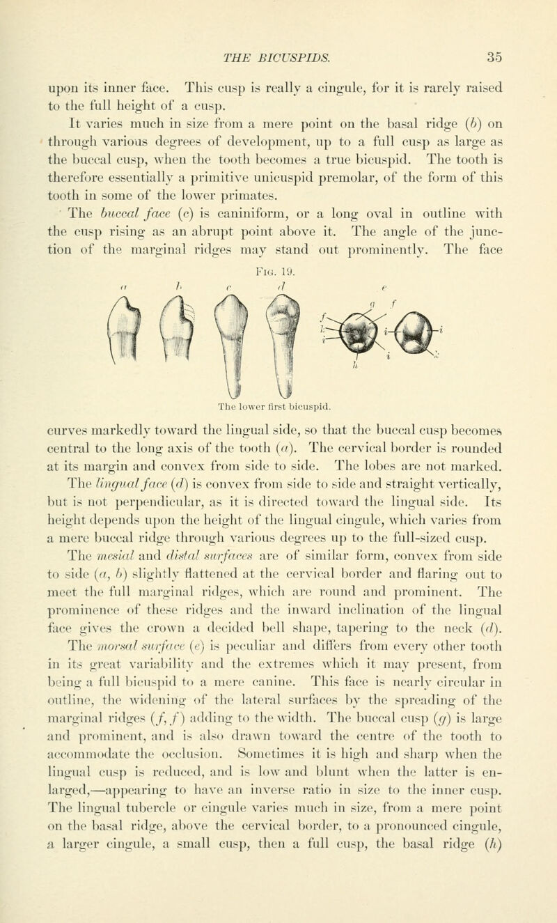 upon its inner face. This cusp is really a cingule, for it is rarely raised to the full height of a cusp. It varies much in size from a mere point on the basal ridge (6) on through various degrees of development, up to a full cusp as large as the buccal cusp, when the tooth becomes a true bicuspid. The tooth is therefore essentially a primitive unicuspid premolar, of the form of this tooth in some of the lower primates. ' The buccal face (c) is caniniform, or a long oval in outline with the cusp rising as an abrupt point above it. The angle of the junc- tion of the marginal ridges may stand out prominently. The face The lower first bicuspid. curves markedly toward the lingual side, so that the buccal cusp becomes central to the long axis of the tooth (a). The cervical border is rounded at its margin and convex from side to side. The lobes are not marked. The Ungual face {d) is convex from side to side and straight vertically, but is not perpendicular, as it is directed toward the lingual side. Its height depends upon the height of the lingual cingule, which varies from a mere buccal ridge through various degrees up to the full-sized cusp. The mesial and distal surfaces are of similar form, convex from side to side {a, h) slightly flattened at the cervical border and flaring out to meet the full marginal ridges, which are round and prominent. The prominence of these ridges and the inward inclination of the lingual face gives the crown a decided bell shape, tapering to the neck (r/). The morsal surface (e) is peculiar and difl'ers from every other tooth in its great variability and the extremes which it may present, from being a full bicuspid to a mere canine. This face is nearly circular in outline, the widening of the lateral surfaces by the spreading of the marginal ridges (/,/) adding to the width. The buccal cusp (g) is large and prominent, and is also drawn toward the centre of the tooth to accommodate the occlusion. Sometimes it is high and sharp when the lingual cusp is reduced, and is low and blunt when the latter is en- larged,—appearing to have an inverse ratio in size to the inner cusp. The lingual tubercle or cingule varies much in size, from a mere point on the liasal ridge, above the cervical border, to a pronounced cingule, a larger cingule, a small cusp, then a full cusp, the basal ridge (h)