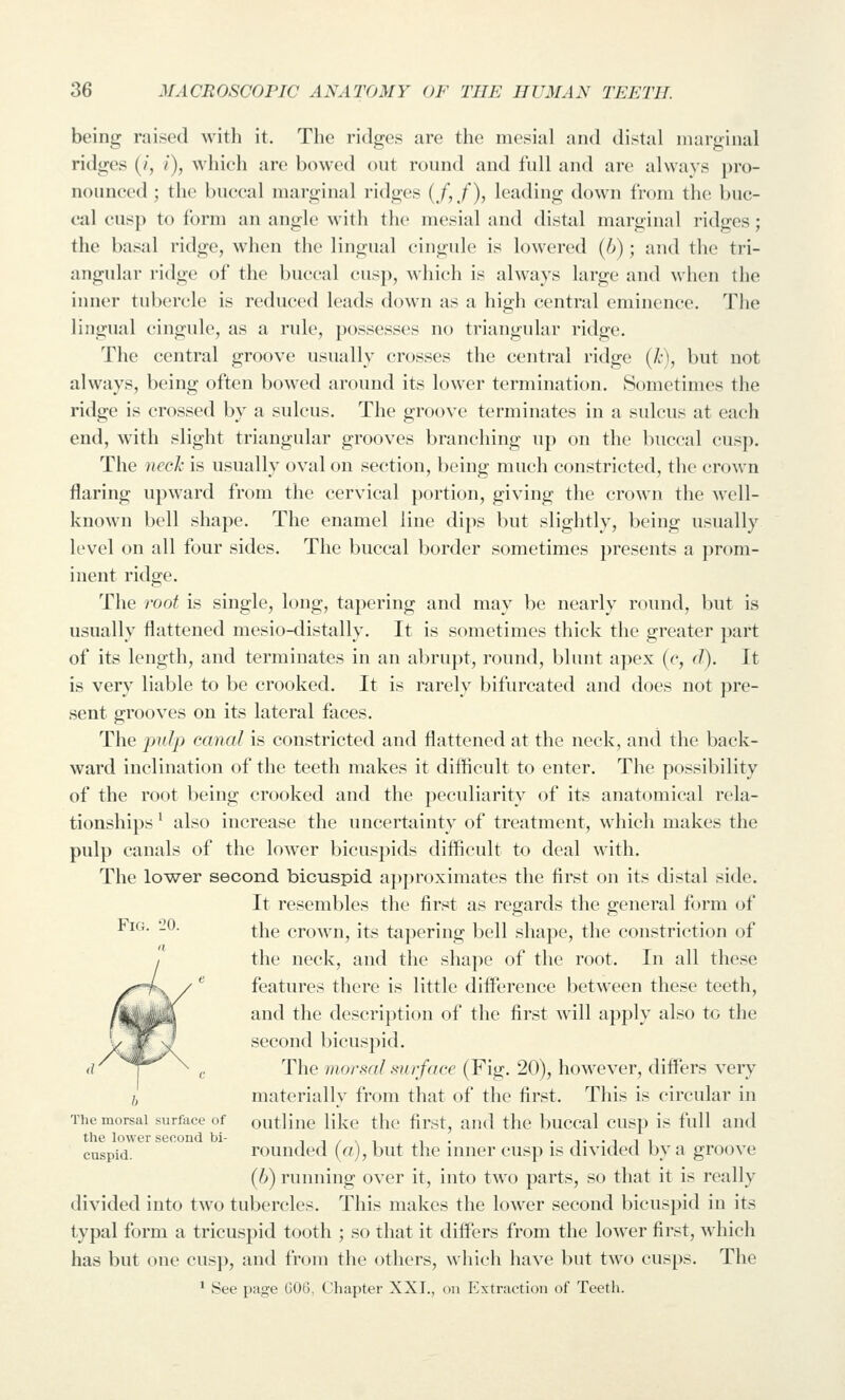 being raised with it. The ridges are the mesial and distal marginal ridges (/, /), which are bowed out round and full and are always j)ro- nouuced ; the buccal marginal ridges {/,/), leading down from the buc- cal cusp to form an angle with the mesial and distal marginal ridges; the basal ridge, when the lingual cingule is lowered (h); and the tri- angular ridge of the buccal cusj), which is always large and when the inner tubercle is reduced leads down as a high central eminence. The lingual cingide, as a rule, possesses no triangular ridge. The central groove usually crosses the central ridge (A-), but not always, being often bowed around its lower termination. Sometimes the ridge is crossed by a sulcus. The groove terminates in a sulcus at each end, with slight triangular grooves branching up on the buccal (!usp. The necJx is usually oval on section, being much constricted, the crown flaring upward from the cervical portion, giving the crown the well- known bell shape. The enamel line dips but slightly, being usually level on all four sides. The buccal border sometimes presents a prom- inent ridge. The root is single, long, tapering and may be nearly round, but is usually flattened mesio-distally. It is sometimes thick the greater part of its length, and terminates in an abrupt, round, blunt apex (c, (J). It is very liable to be crooked. It is rarely bifurcated and does not pre- sent grooves on its lateral faces. The pulp canal is constricted and flattened at the neck, and the back- ward inclination of the teeth makes it difficult to enter. The possibility of the root being crooked and the peculiarity of its anatomical rela- tionships ' also increase the uncertainty of treatment, which makes the pulp canals of the lower bicuspids difficult to deal with. The lower second bicuspid aj)proximates the first on its distal side. It resembles the first as regards the general form of ^^*^'- -^- the crown, its tapering bell shape, the constriction of the neck, and the shape of the root. In all these features there is little difference between these teeth, and the description of the first will apply also to the second bicuspid. The m.orsal surface (Fig. 20), however, differs very I, materially from that of the first. This is circular in Themorsai surface of outline like the first, and the l)uccal cusp is full and the lower second bi- i i / \ i i • • t • i i i cuspid. rounded (a), but the niner cusp is divided by a groove (6) running over it, into two parts, so that it is really divided into two tubercles. This makes the lower second bicuspid in its typal form a tricuspid tooth ; so that it differs from the lower first, which has but one cusp, and from the others, which have but two cusps. The ^ See page G06, Chapter XXI., on Extraction of Teeth.