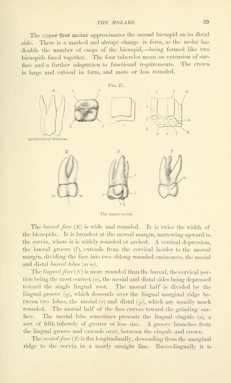 The upper first molar approximates the secoud bicuspid on its distal side. There is a marked and abrupt change in form, as the molar has double the number of cusps of the bicuspid,—being formed like two bicuspids fused together. The four tubercles mean an extension of sur- face and a further adaptation to functional requirements. The crown is laro-e and cubical in form, and more or less rounded. Fig. 21. Architectural diagram. The upper molar. The buccal face (K) is wide and rounded. It is twice the width of the bicuspids. It is broadest at the morsal margin, narrowing upward to the cervix, where it is widely rounded or arched. A vertical depression, the buccal groove (l), extends from the cervical border to the morsal margin, dividing the face into two oblong rounded eminences, the mesial and distal buccal lobes (m m). The lingual face (n) is more rounded than the buccal, the cervical por- tion being the most convex (o), the mesial and distal sides being depressed toward the single lingual root. The morsal half is divided by the lingual groove (q), which descends over the lingual marginal ridge be- tween two lobes, the mesial (r) and distal (jj), which are usually much rounded. The morsal half of the face curves toward the grinding sur- face. The mesial lobe sometimes presents the lingual cingule (s), a sort of fifth tubercle of greater or less size. A groove branches from the lingual groove and extends over, between the cingule and crown. The mesial face (T) is flat longitudinally, descending from the marginal ridge to the cervix in a nearly straight line. Bucco-lingually it is
