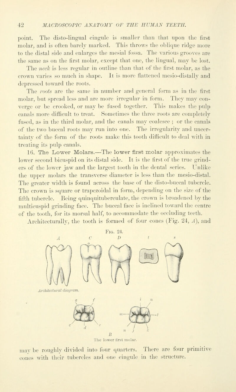 point. The disto-lingiial ('1110:1110 is smaller than that iijxni the first molar, and is often barely markcHl. This throws the oblique ridge more to the distal side and enlarges the mesial fossa. The various grooves are the same as on the first molar, except that one, the lingtial, may be lost. The neck is less regular in outline than that of the first molar, as the crown varies so much in shape. It is more flattened mesio-distally and depressed toward the roots. The roots are the same in number and general form as in the first molar, but spread less and are more irregular in form. They may con- verge or be crooked, or may be fused together. This makes the pulp canals more difficult to treat. Sometimes the three roots are completely fused, as in the third molar, and the canals may coalesce ; or the canals of the two buccal roots may run into one. The irregularity and uncer- tainty of the form of the roots make this tooth difficult to deal with in treating its pulp canals. 16. The Lower Molars.—The lower first molar ap])roximates the lower second bicuspid on its distal side. It is the first of the true grind- ers of the lower jaw and the largest tooth in the dental series. Unlike the upper molars the transverse diameter is less than the mesio-distal. The greater width is found across the base of the disto-buecal tubercle. The crow'n is square or trapezoidal in form, depending on the size of the fifth tubercle. Being quinquituberculate, the crown is broadened by the multicuspid grinding face. The buccal face is inclined toward the centre of the tooth, for its morsal half, to accommodate the occluding teeth. Architecturally, the tooth is formed of four cones (Fig. 24, .4), and Architectural diagram (1 B The lower flrst molar. mav be roughly divided into four quarters. There are four primitive cones with their tubercles and one cingule in the structure.