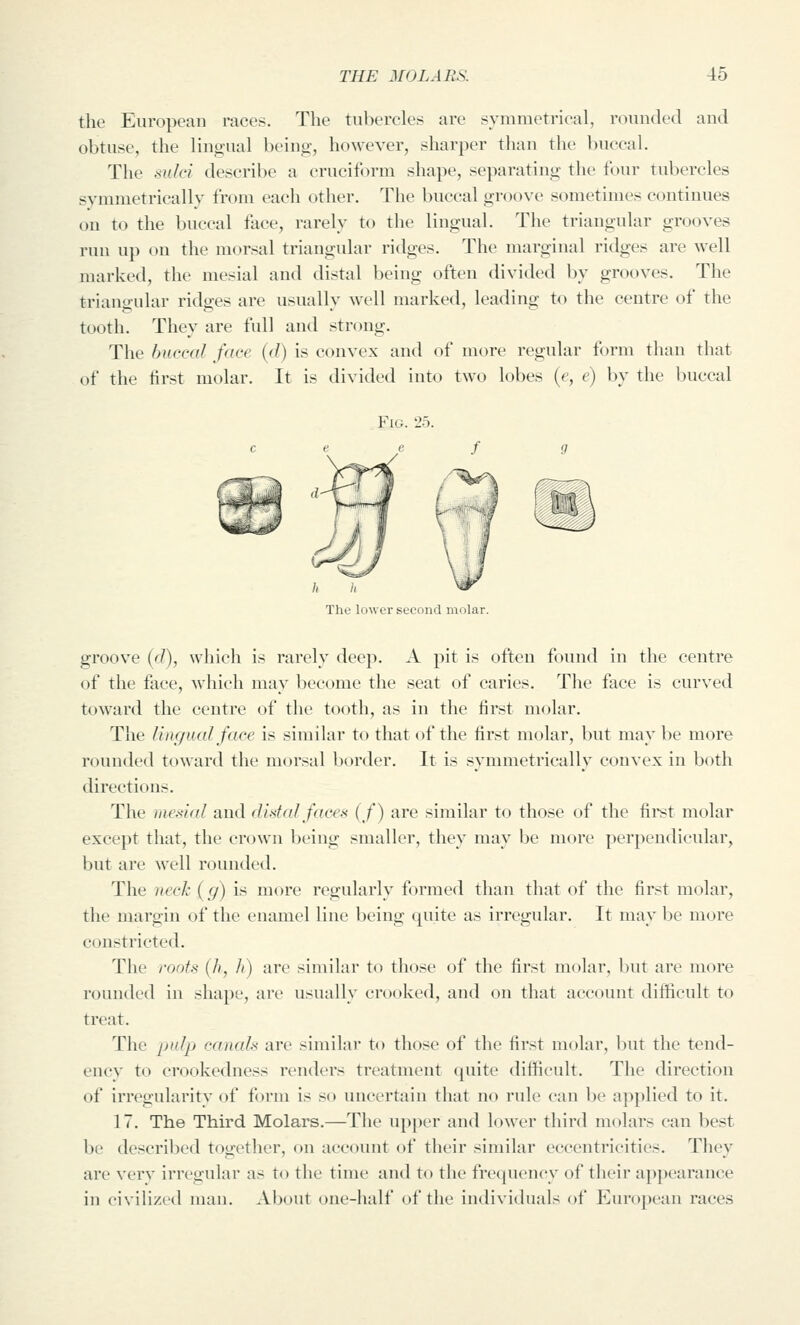 the European races. The tubercles are symmetrical, rounded and obtuse, the lingual being, however, sharper than the buccal. The sulci describe a cruciform shape, separating the four tubercles symmetrically from each other. The buccal groove sometimes continues on to the buccal face, rarely to the lingual. The triangular grooves run up on the morsal triangular ridges. The marginal ridges are well marked, the mesial and distal being often divided by grooves. The triano-ular ridges are usually w^ell marked, leading to the centre of the tooth. They are full and strong. The buccal face (d) is convex and of more regular form than that of the first molar. It is divided into two lobes {e, e) by the buccal Fig. 25. h h The lower second molar. groove {d), which is rarely deep. A pit is often found in the centre of the face, which may become the seat of caries. The face is curved toward the centre of the tooth, as in the first molar. The lingual face is similar to that of the first molar, but may be more rounded toward the morsal l)order. It is symmetrically convex in both directions. The )iic.-<ial and distal faces (f) are similar to those of the fii'st molar excei)t tluit, the crown being smaller, they may be more perpendicular, but are well rounded. The neck (g) is more regularly formed than tliat of the first molar, the margin of the enamel line being quite as irregular. It may be more constricted. The roots {h, It) are similar to those of the first molar, but are more rounded in shape, are usually crooked, and on that account difficult to treat. The jiidp cancds arc similar to those of the first molar, but the tend- ency to crookedness renders treatment quite difficult. The direction of irregularity of form is so uncertain that no rule can be applied to it. 17. The Third Molars.—The up])er and lower third molars can best be described together, on account of their similar eccentricities. They are verv irregular as t(t the time and to the frecpiency of their appearance in civilized man. About one-half of the individuals of European races