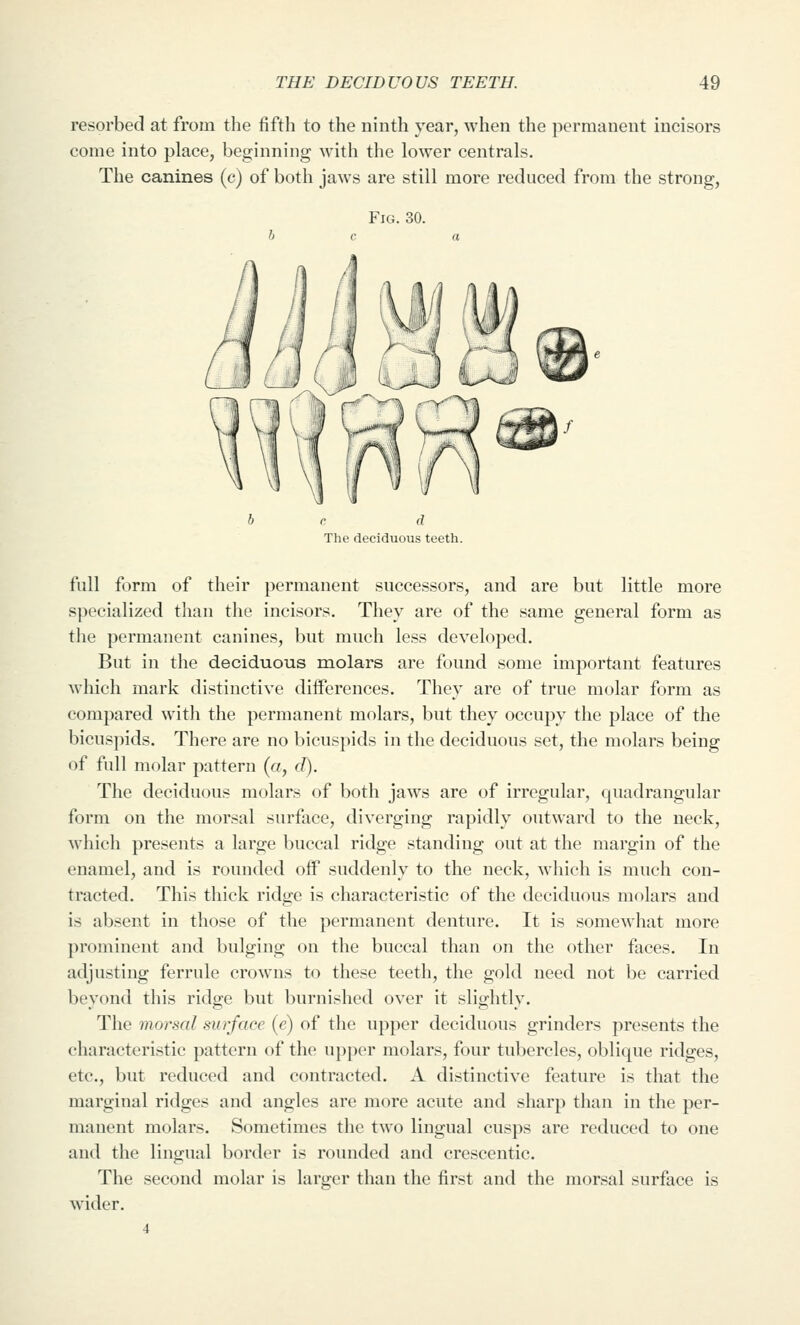 resorbed at from the fifth to the ninth year, when the permanent incisors come into place, beginning with the lower centrals. The canines (c) of both jaws are still more reduced from the strong, Fig. 30. The deciduous teeth. full form of their permanent successors, and are but little more specialized than the incisors. They are of the same general form as the permanent canines, but much less developed. But in the deciduous molars are found some important features which mark distinctive differences. They are of true molar form as compared with the permanent molars, but they occupy the place of the bicuspids. There are no bicusjiids in the deciduous set, the molars being of full molar pattern («, d). The deciduous molars of both jaws are of irregular, quadrangular form on the morsal surface, diverging rapidly outward to the neck, which presents a large buccal ridge standing out at the margin of the enamel, and is rounded off suddenly to the neck, which is much con- tracted. This thick ridge is characteristic of the deciduous molars and is absent in those of the permanent denture. It is somewhat more prominent and bulging on the buccal than on the other faces. In adjusting ferrule crowns to these teeth, the gold need not be carried beyond this ridge but burnished over it slightly. The morsal surface (e) of the upper deciduous grinders presents the characteristic pattern of the upper molars, four tubercles, oblique ridges, etc., but reduced and contracted. A distinctive feature is that the marginal ridges and angles are more acute and sharp than in the per- manent molars. Sometimes the two lingual cusps are reduced to one and the lingual border is rounded and crescentic. The second molar is larger than the first and the morsal surface is wider. 4